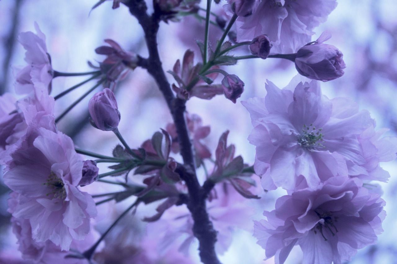 1280x853 pastel aesthetic. aesthetic. Purple aesthetic