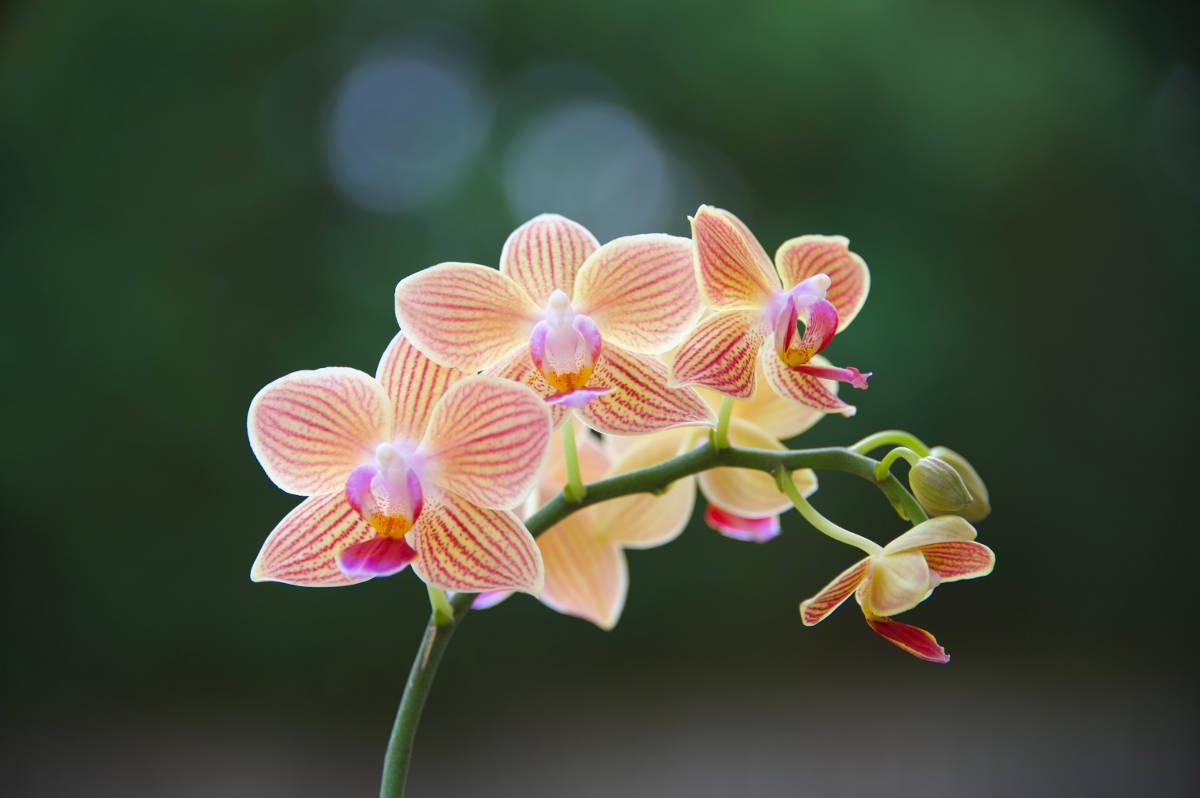 1200x798 Lucky Flowers & Plants For Chinese New Year HK HUB