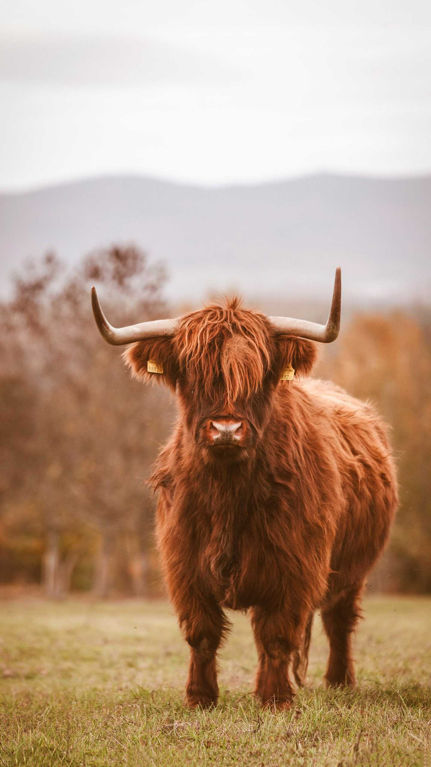 1440x2560 Cute Cow Wallpaper