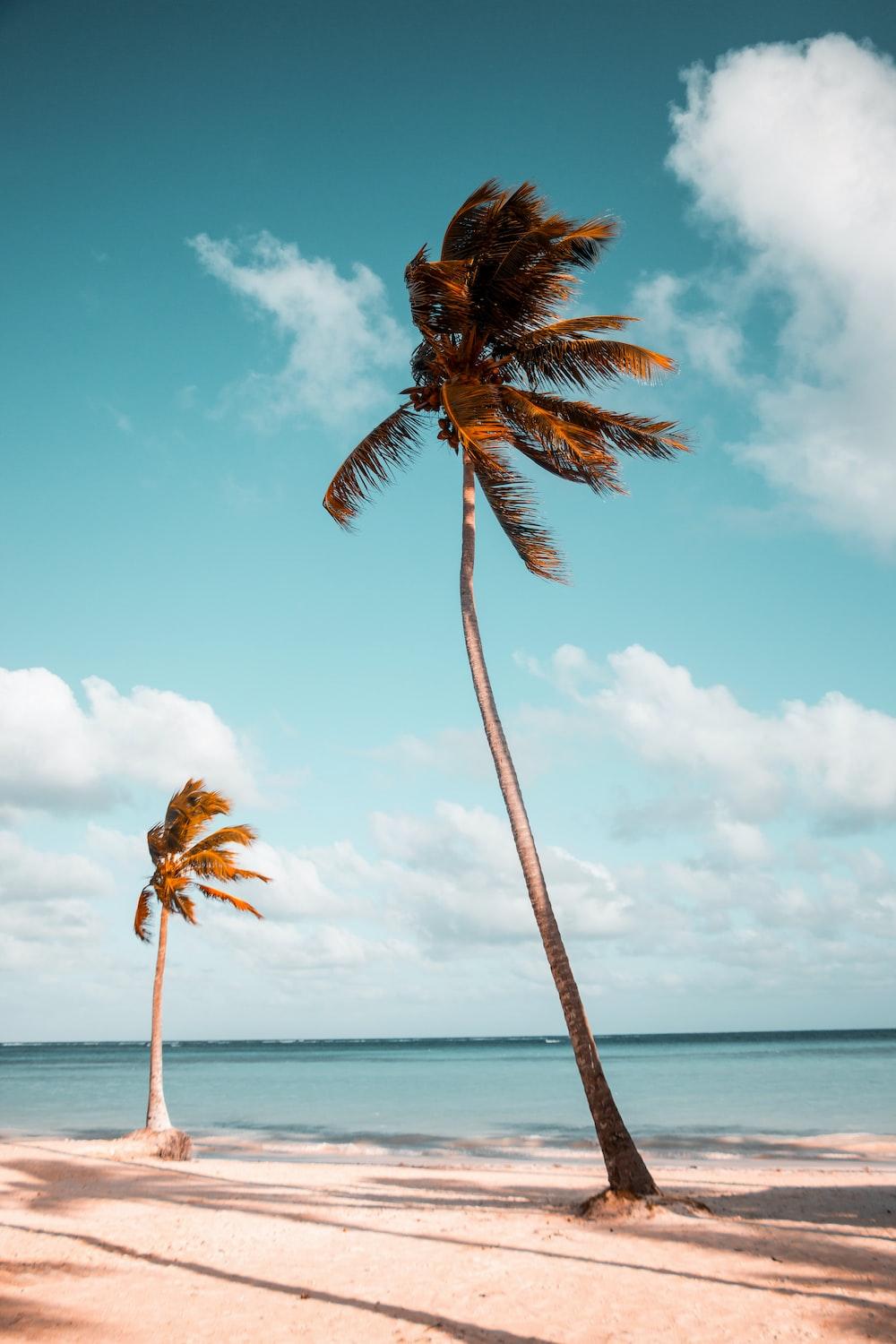 1000x1500 Beach Wallpaper: Free HD Download [HQ]