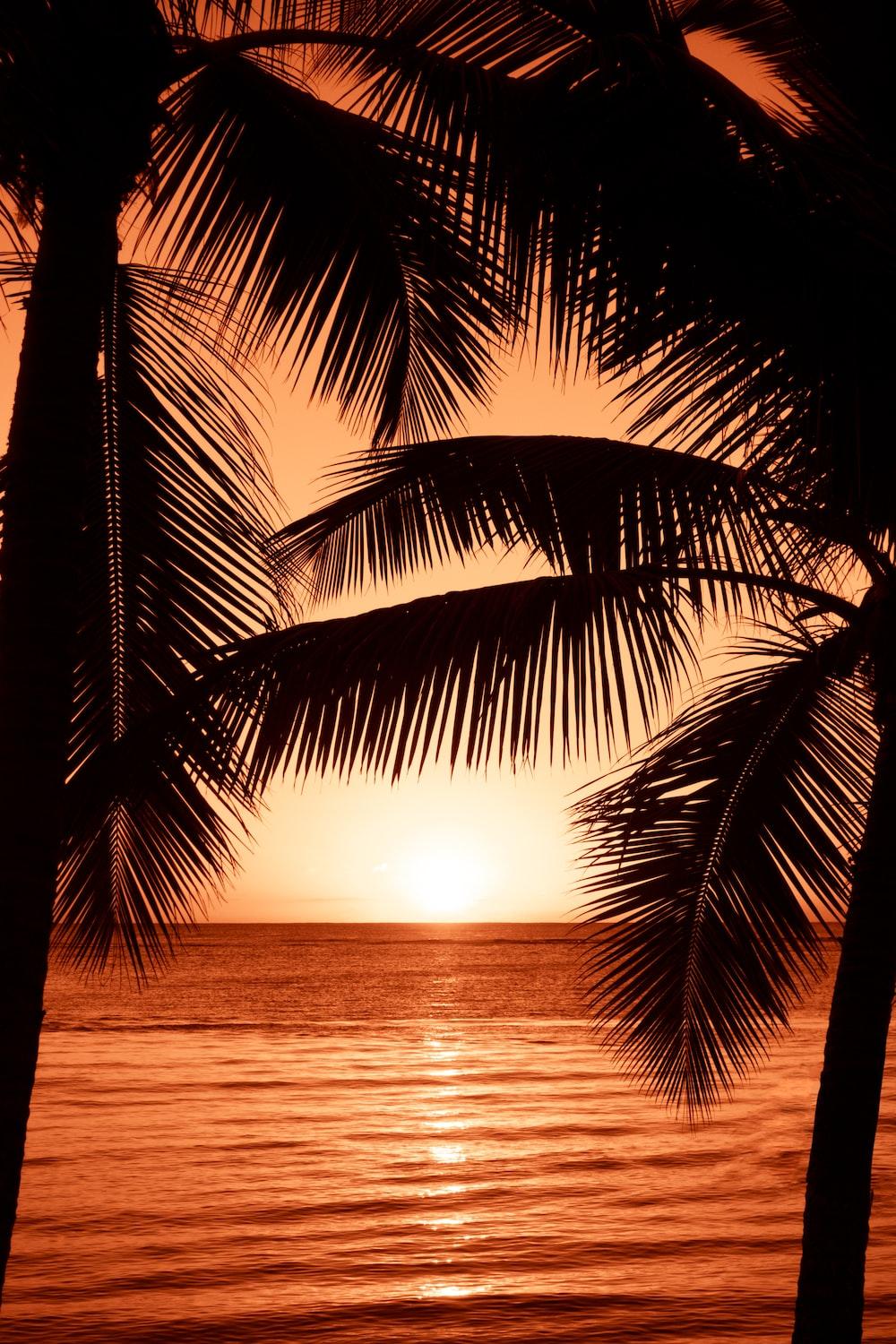 1000x1500 Sunset With Palm Tree Picture [Stunning!]. Download Free Image