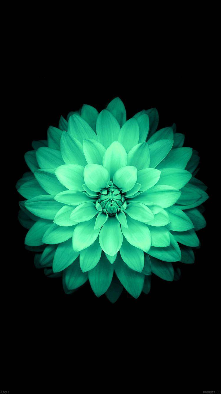 200+ Background Flower Mint Green - MyWeb
