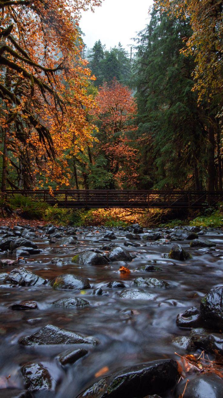 736x1308 Fall Smoky Mountains 1440X2560. iPhone wallpaper mountains, Forest wallpaper, Fall wallpaper