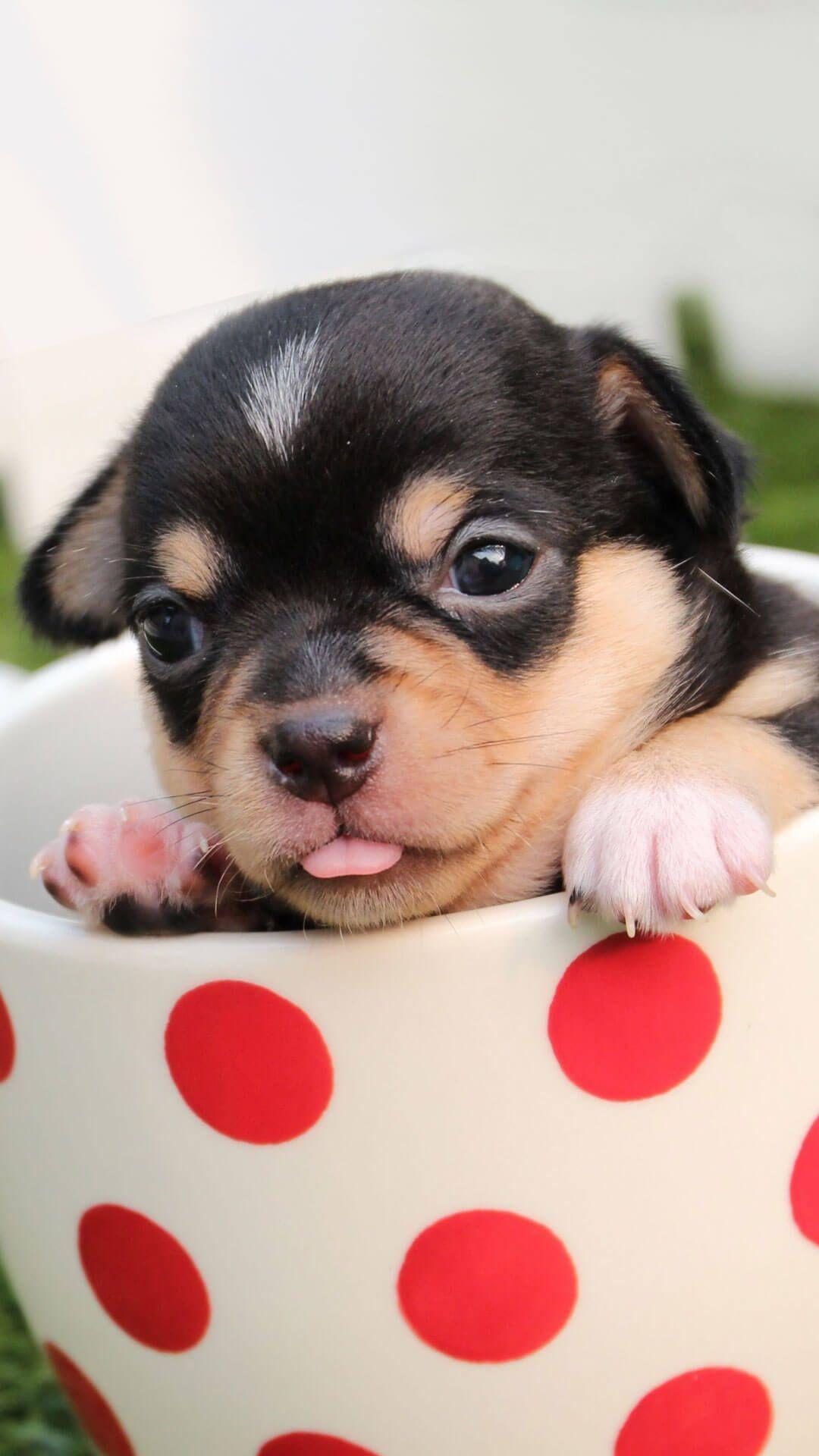 Cute Puppy iPhone Wallpapers Top Free Cute Puppy iPhone Backgrounds