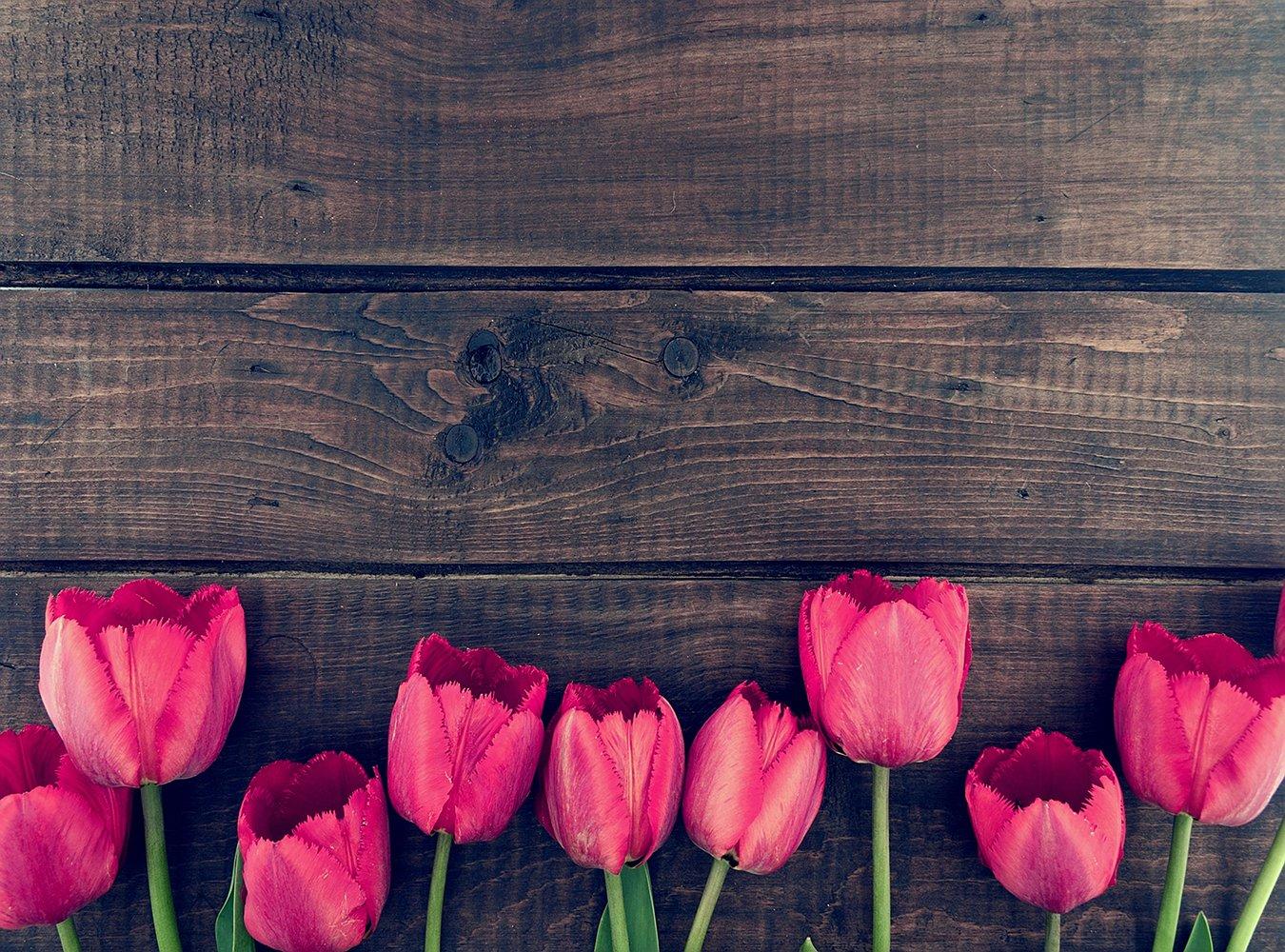 Tulip Wood Wallpapers - Top Free Tulip Wood Backgrounds - WallpaperAccess