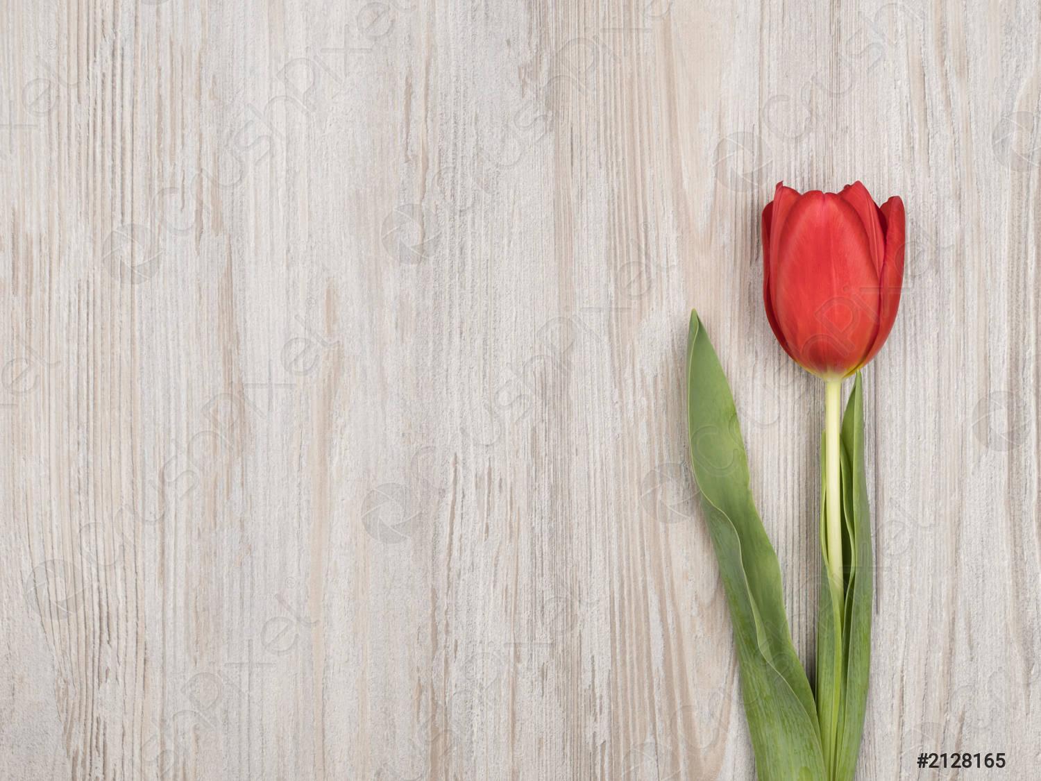 Tulip Wood Wallpapers - Top Free Tulip Wood Backgrounds - WallpaperAccess