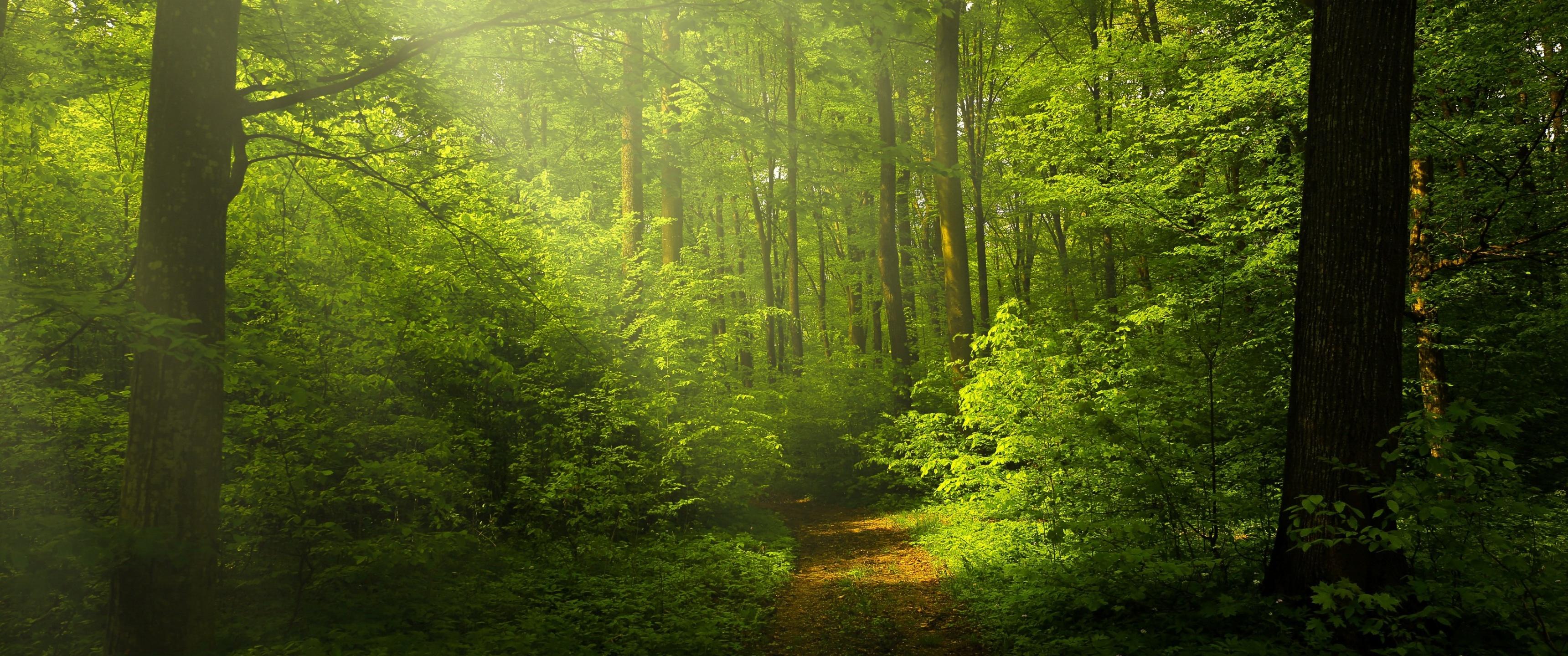3440x1440 Green Forest Wallpaper 4K, Woods, Trails, Pathway, Sun rays