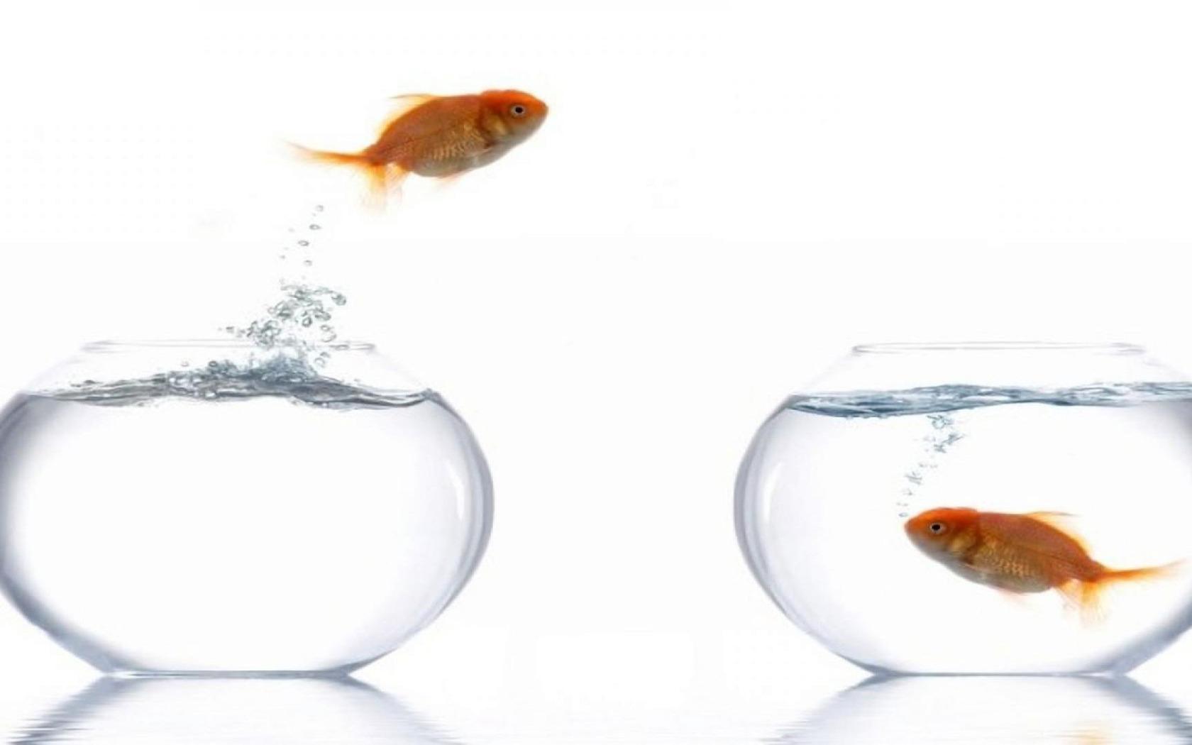 Fish Bowl Wallpapers - Top Free Fish Bowl Backgrounds - WallpaperAccess