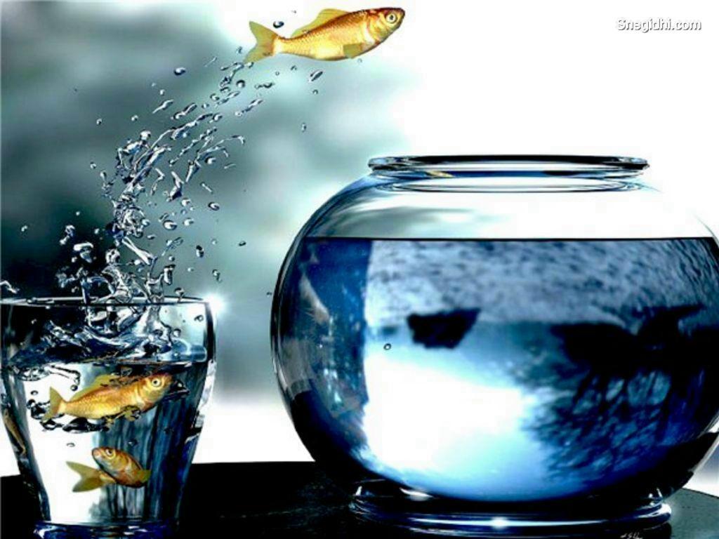 Fish Bowl Wallpapers - Top Free Fish Bowl Backgrounds - WallpaperAccess