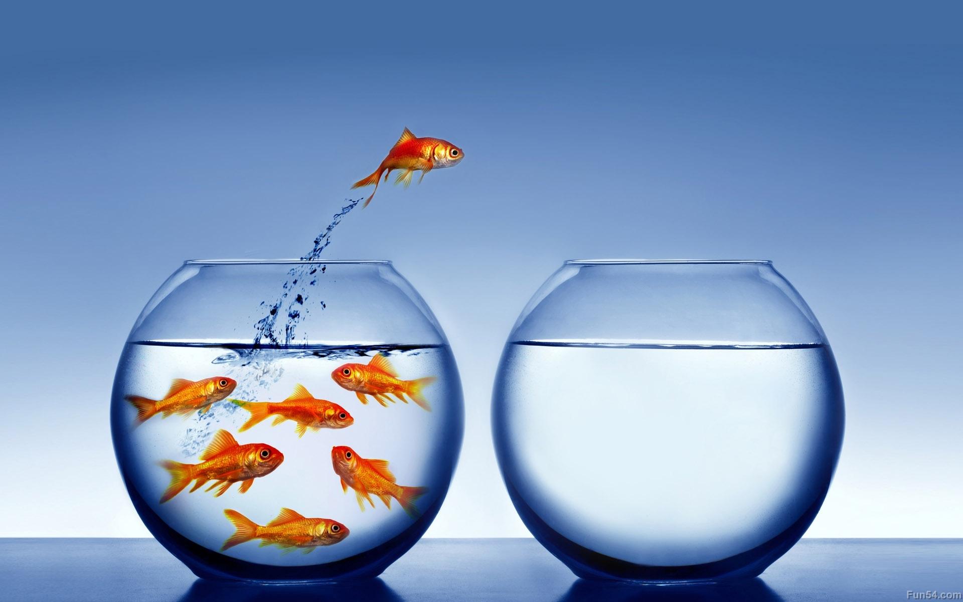 1920x1200 Free download Golden fishs in a bowl and one fish jumps another bowl HD wallpaper [1920x1200] for your Desktop, Mobile & Tablet. Explore Moving Fish Bowl Wallpaper