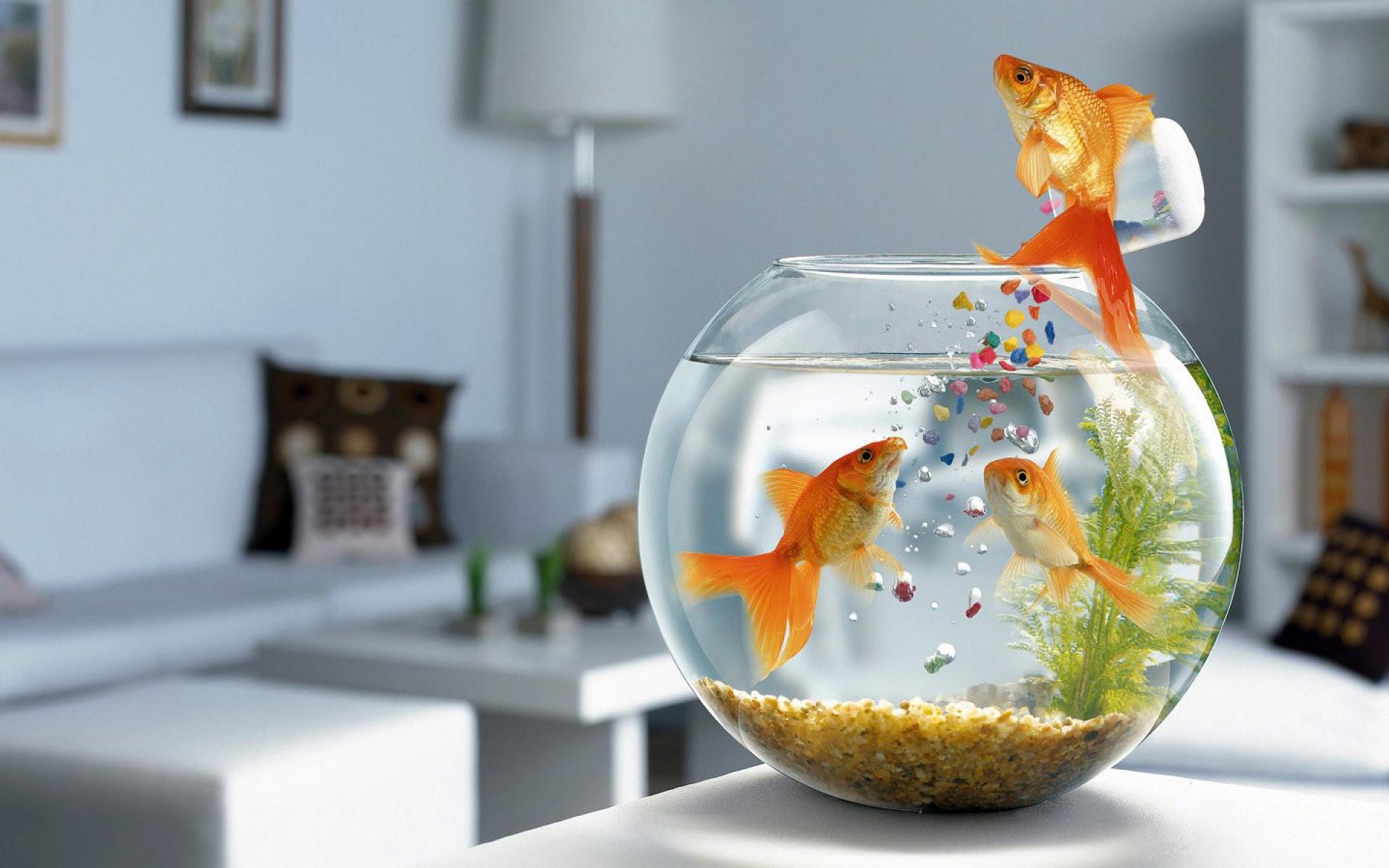 1920x1200 Wallpaper Orange and White Fish in Fish Bowl, Background Free Image