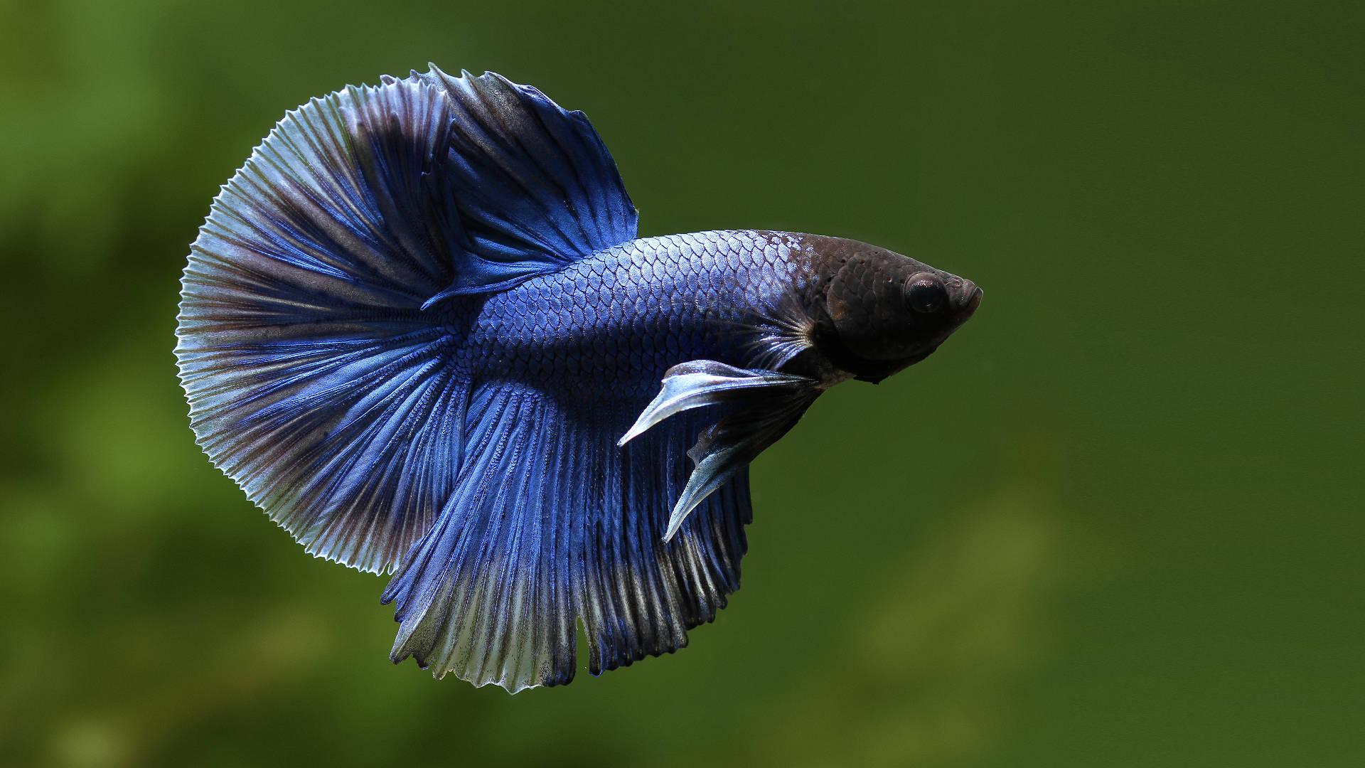 1920x1080 Free HD Fish Wallpaper Downloads, HD Fish Wallpaper for FREE