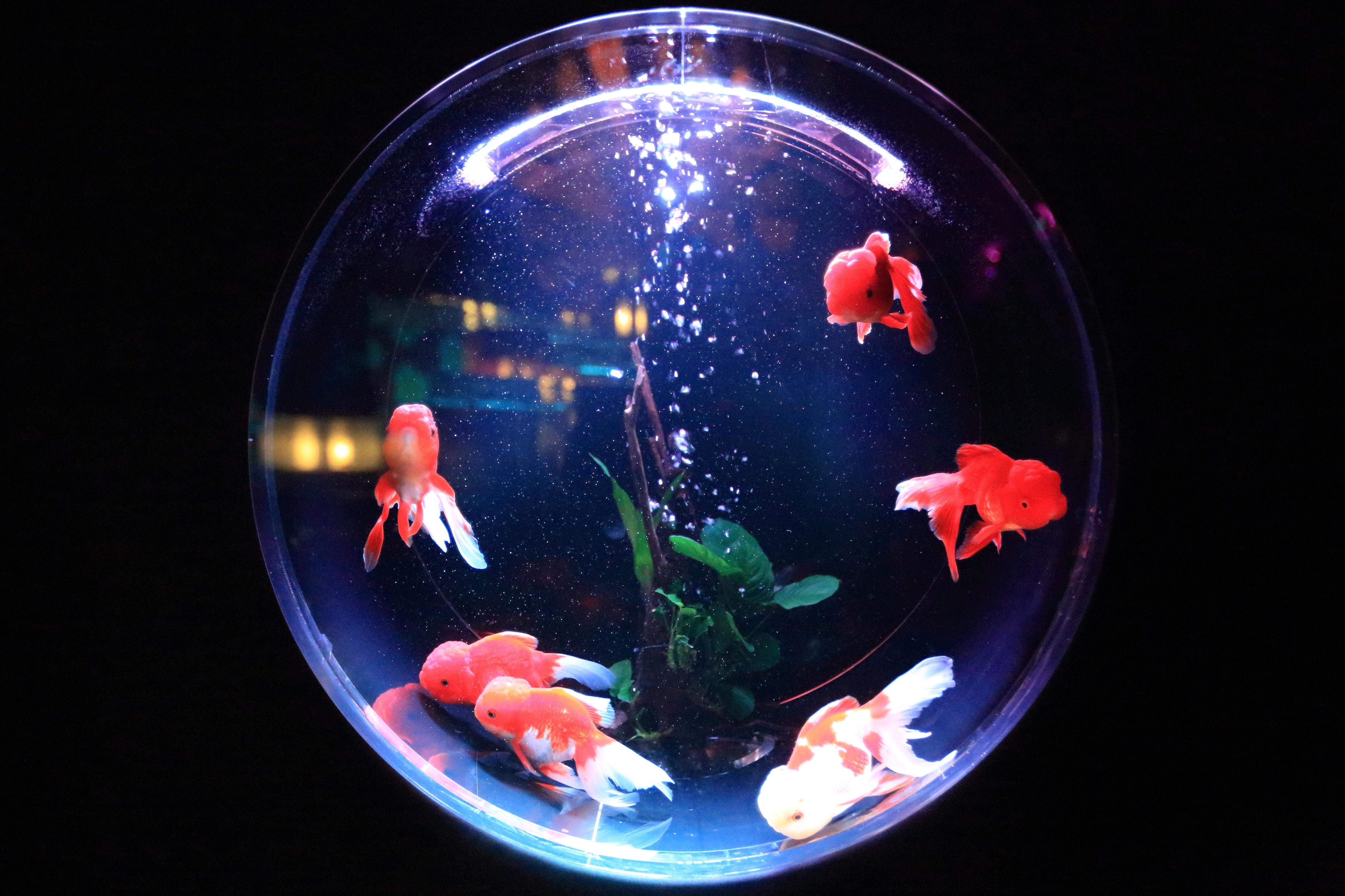 5232x3487 Koi, Aquarium, Fish, Goldfish, Orange, Sharp Aquos B10 wallpaper HD download, 720x1440 Gallery HD Wallpaper