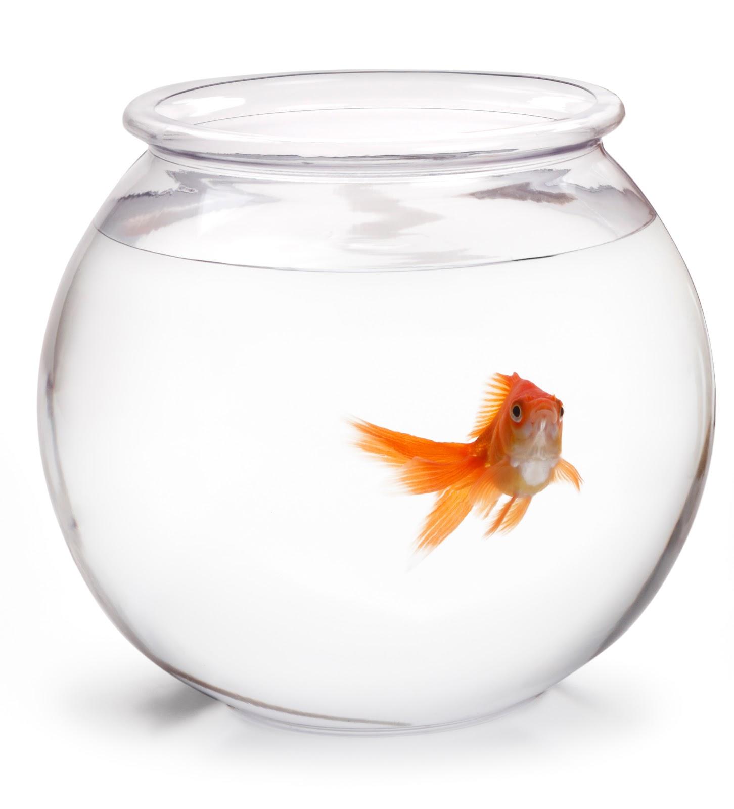 1452x1600 Free Fishbowl, Download Free Fishbowl png image, Free ClipArts on Clipart Library