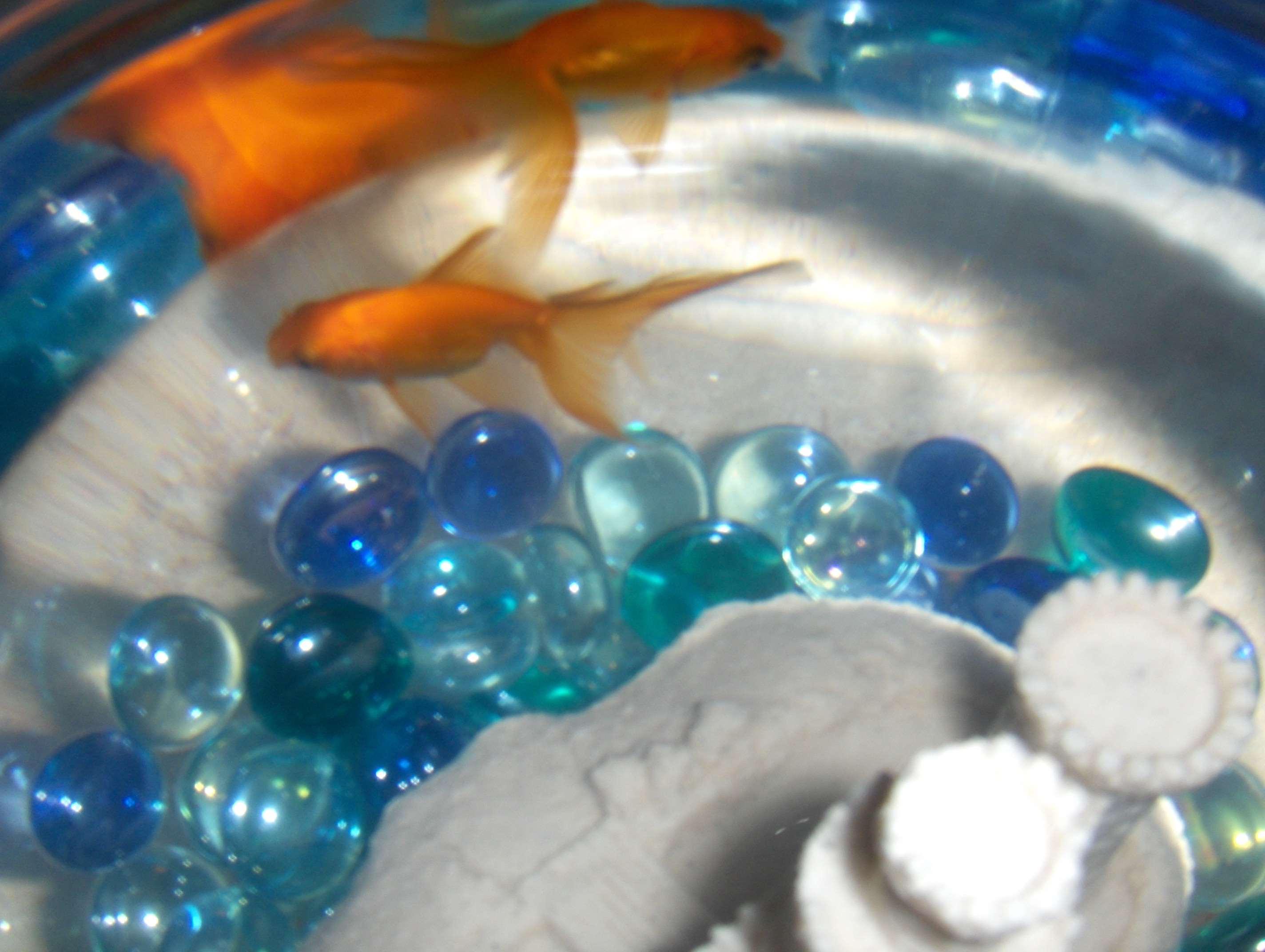 2848x2144 fish bowl, goldfish