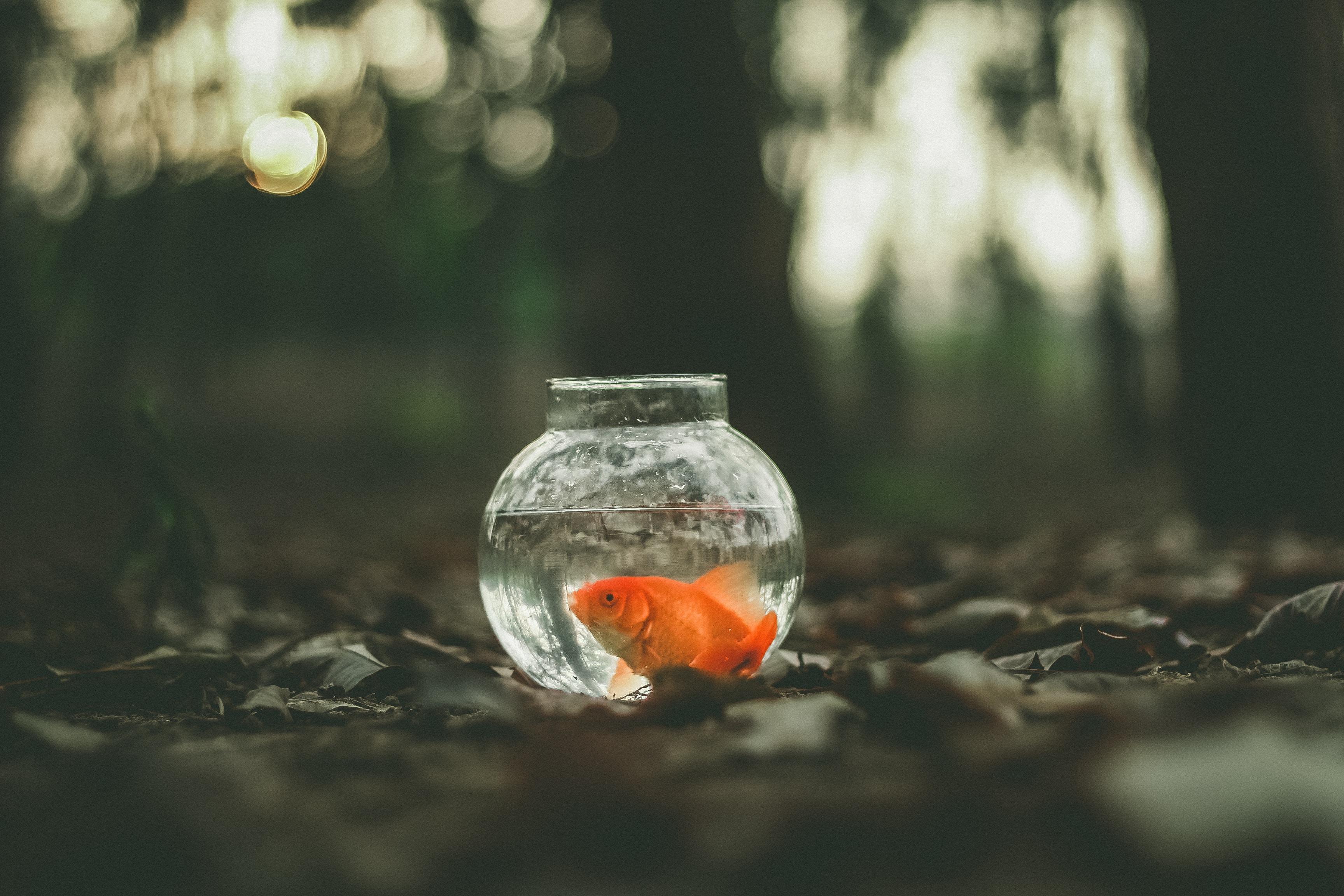 3456x2304 Koi, Aquarium, Fish, Goldfish, Orange, Sharp Aquos B10 wallpaper HD download, 720x1440 Gallery HD Wallpaper
