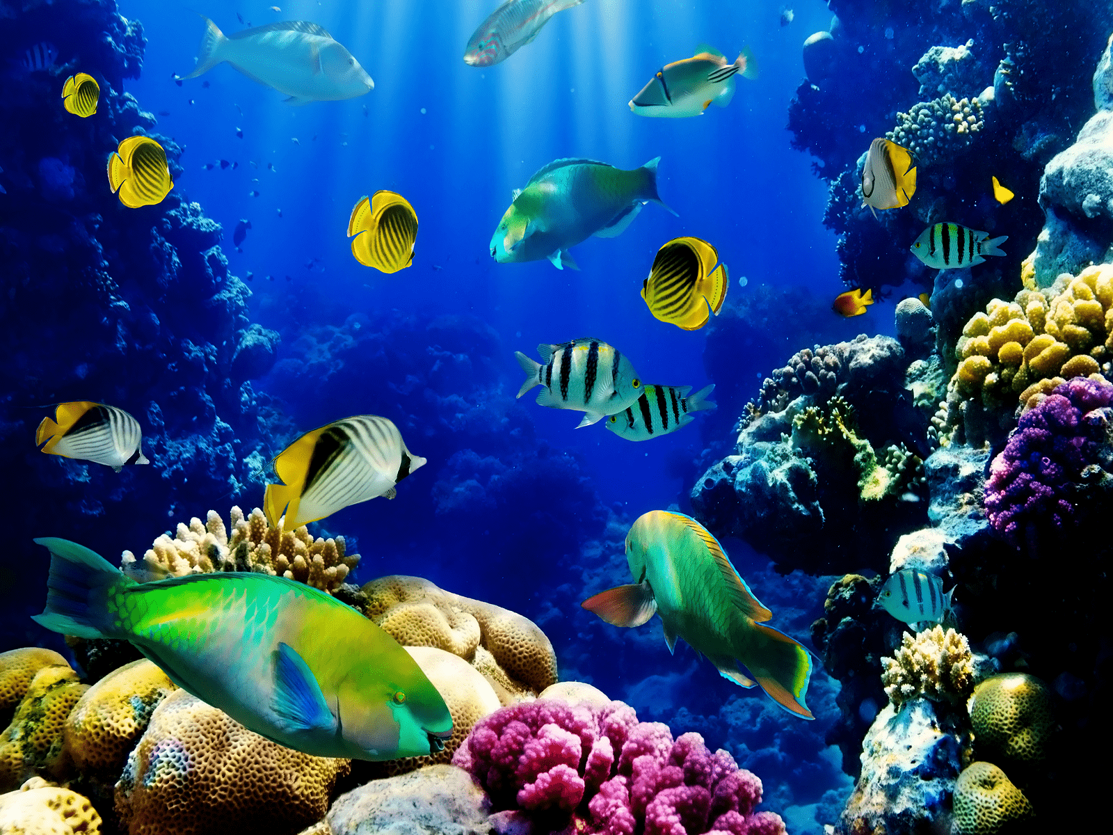 1600x1200 Live Fish Wallpaper