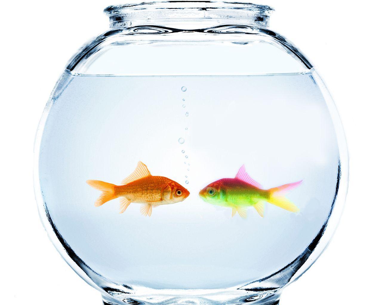 1280x1024 Fish Pot Wallpaper