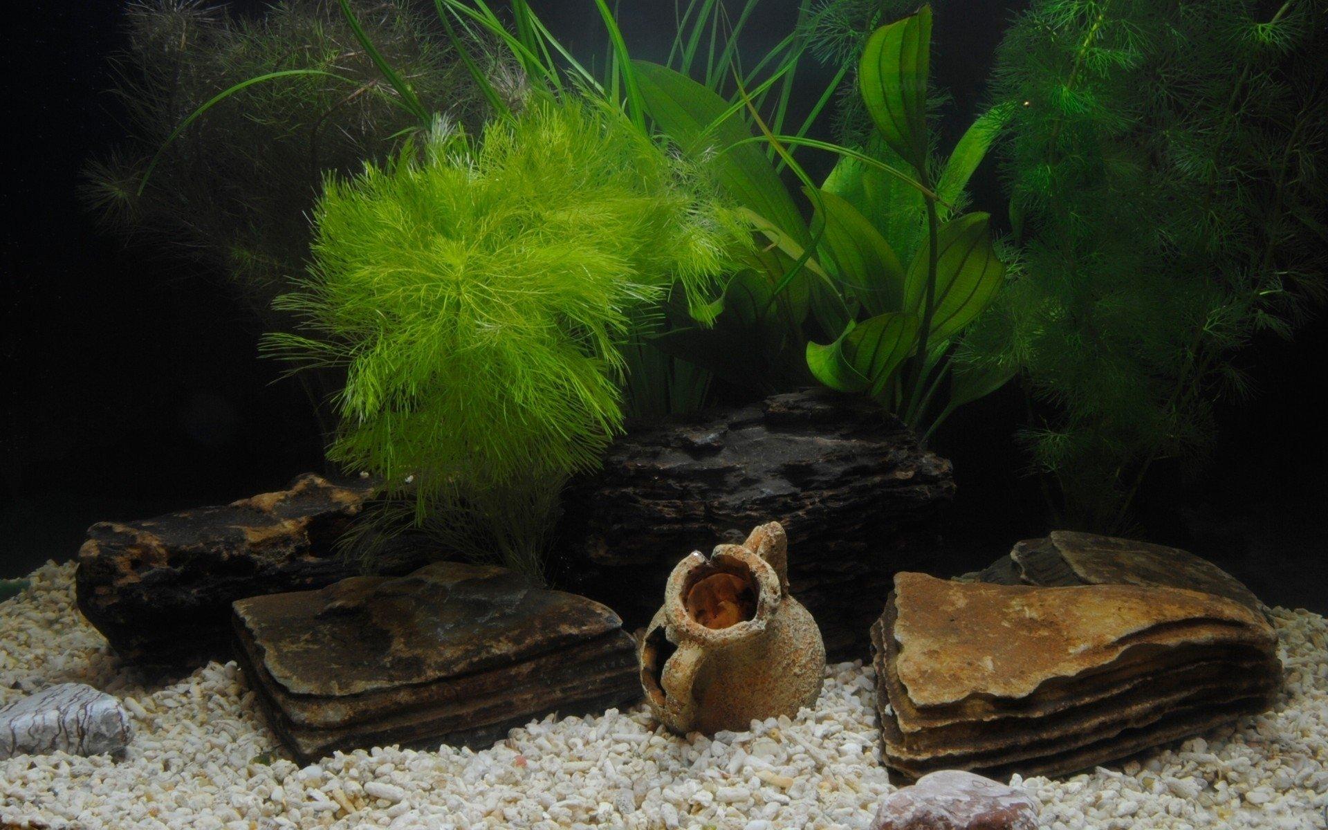 1920x1200 Fish Tank HD Wallpaper
