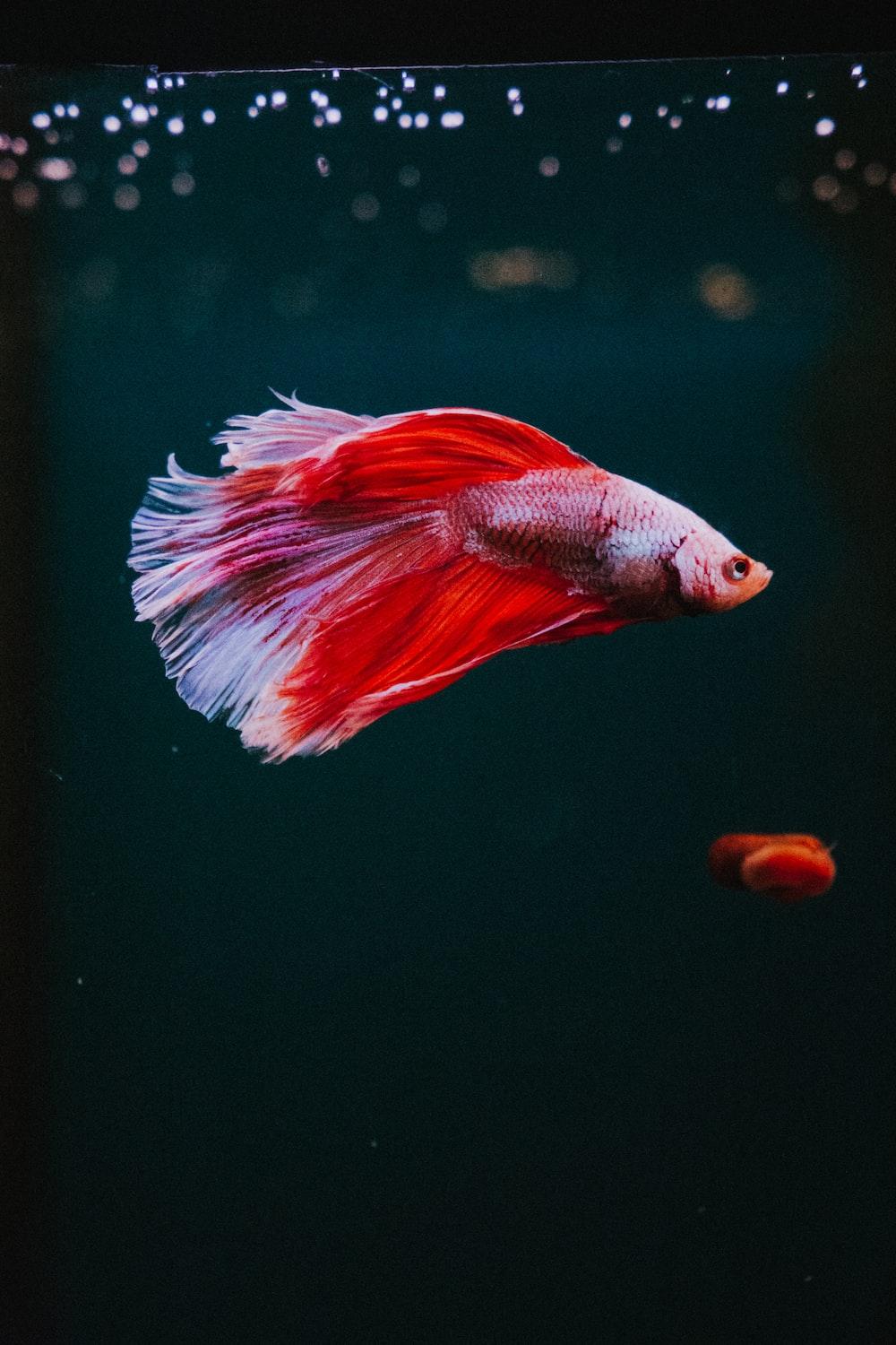 1000x1500 Betta Fish Picture. Download Free Image