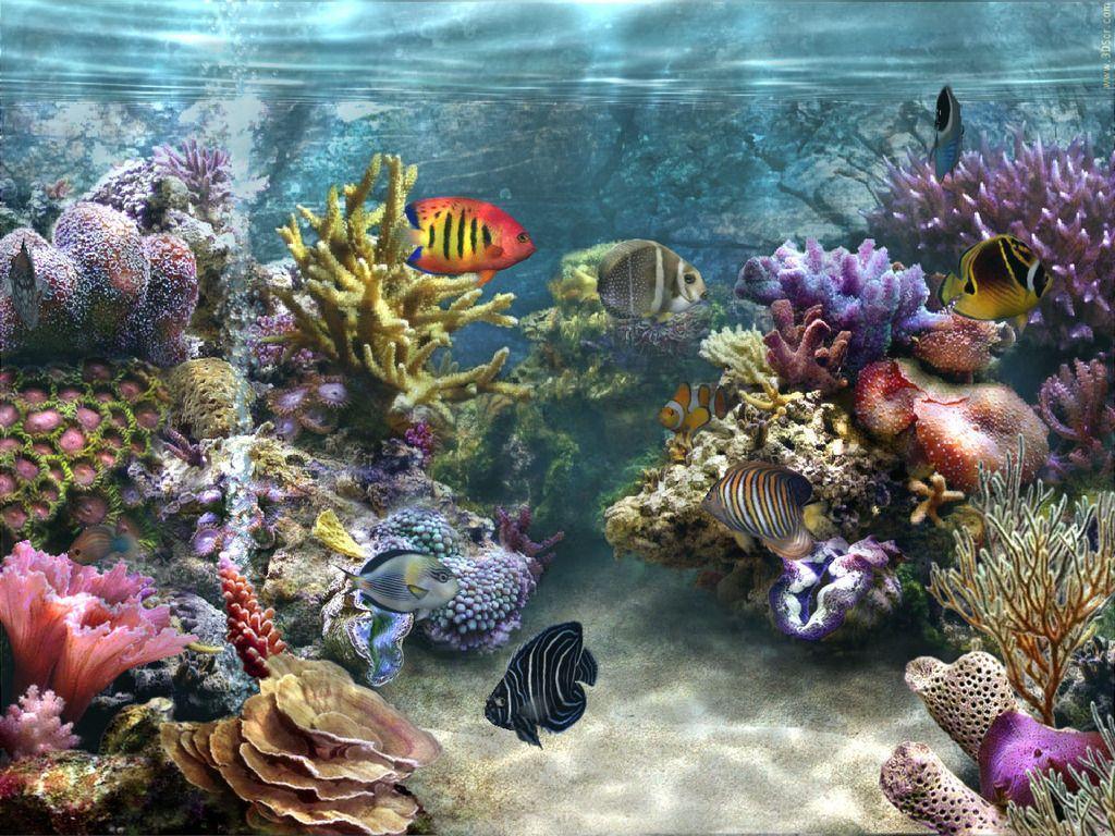 1024x768 Fish Tank Wallpaper