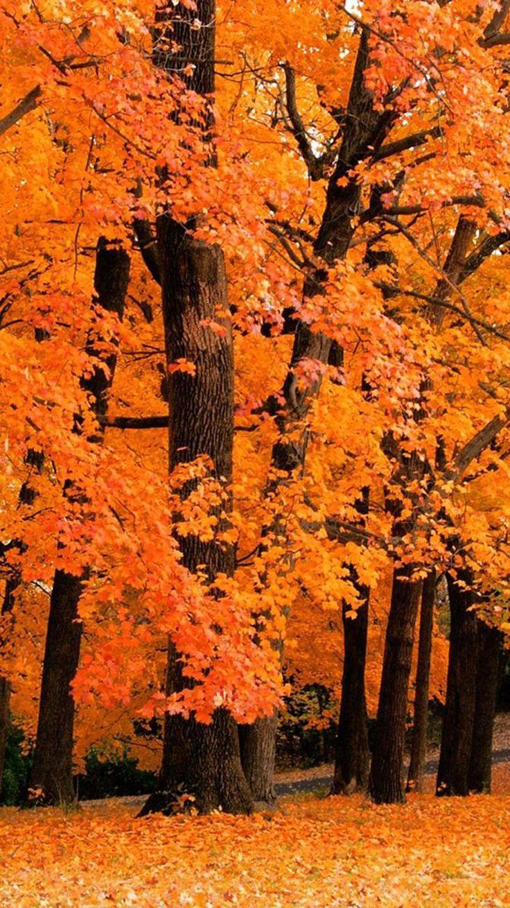 736x1309 best autumn iPod wallpaper image. Wallpaper
