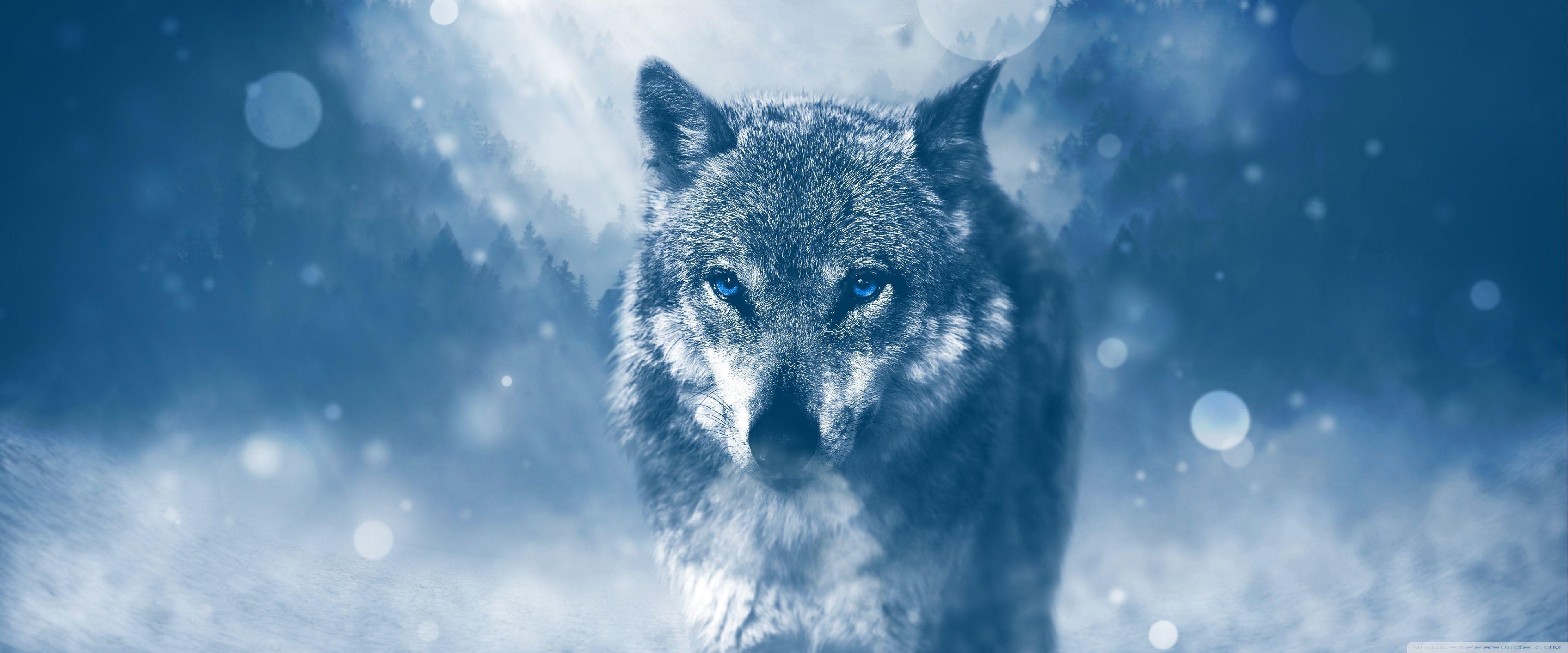 3840x1600 Wolf Winter Ultra HD Desktop Background Wallpaper for 4K UHD TV : Widescreen & UltraWide Desktop & Laptop : Multi Display, Dual Monitor : Tablet