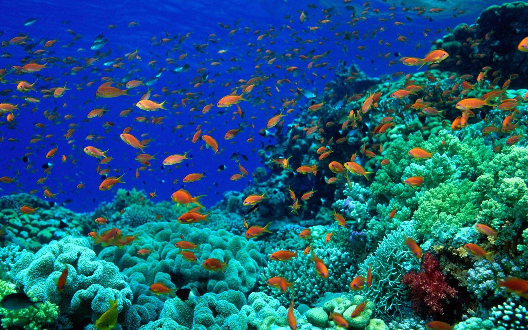 1680x1050 Free download Ocean Floor Wallpaper [1680x1050] for your Desktop, Mobile & Tablet. Explore Ocean Floor Wallpaper. Ocean Background, Ocean Wallpaper, Wallpaper Ocean