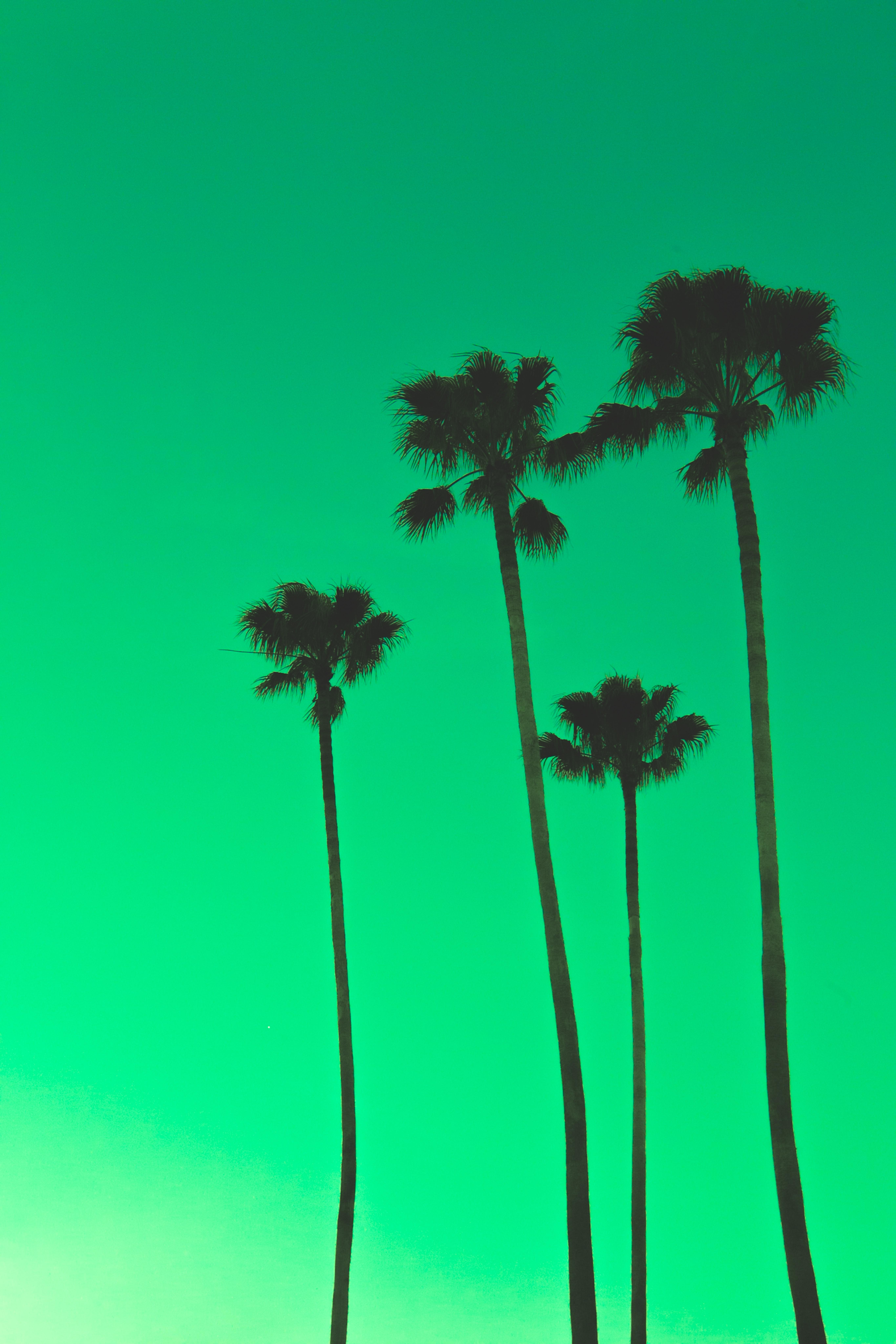 5462x8192 Green wallpaper for your phone, free download Green picture
