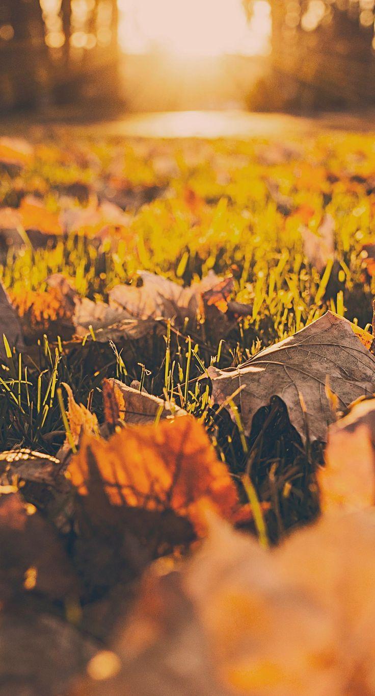 736x1364 best autumn iPod wallpaper image. Wallpaper