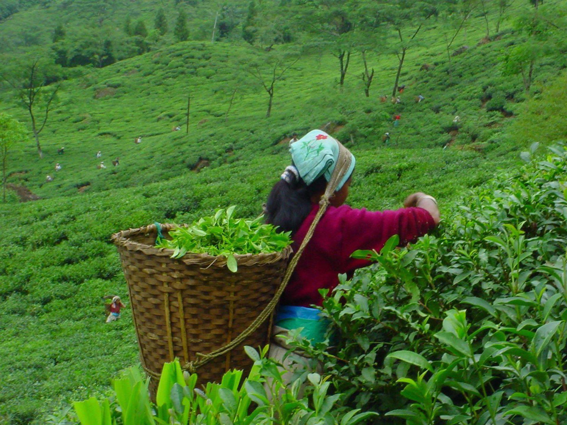 1920x1440 Tea Garden Wallpaper