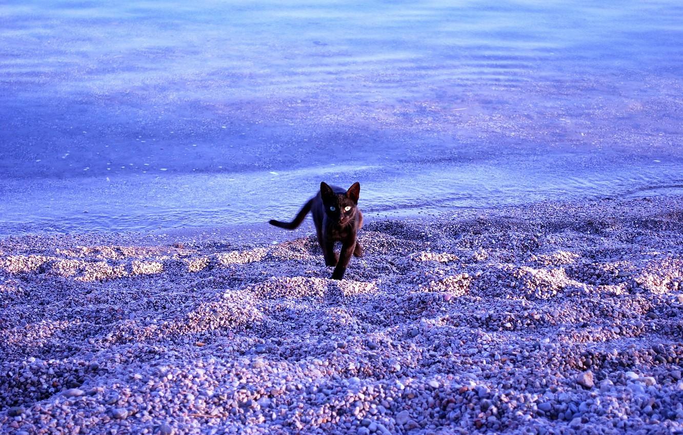 Cat On Beach Wallpapers - Top Free Cat On Beach Backgrounds ...