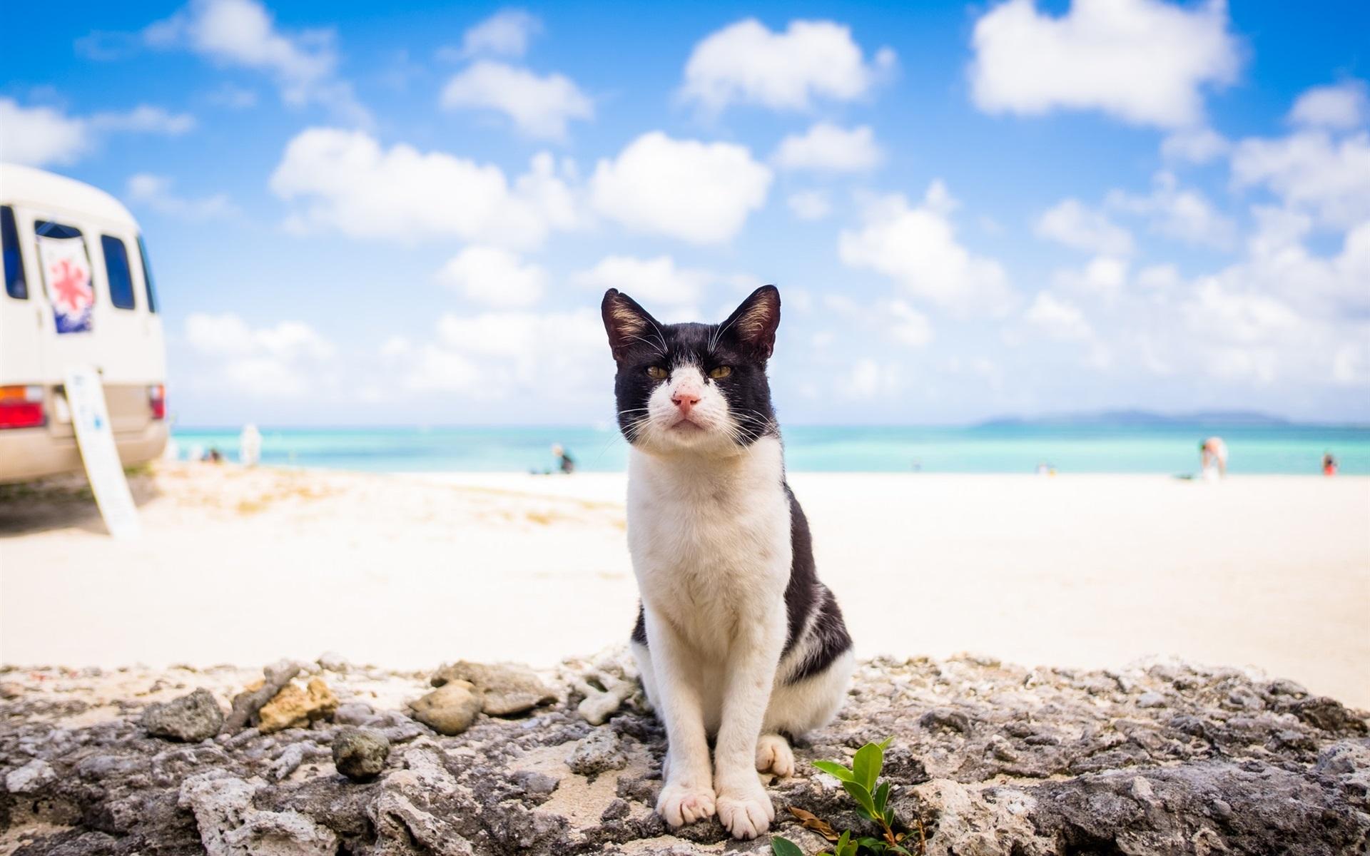 1920x1200 Wallpaper Cat look at you, beach, sea, clouds 1920x1200 HD Picture, Image