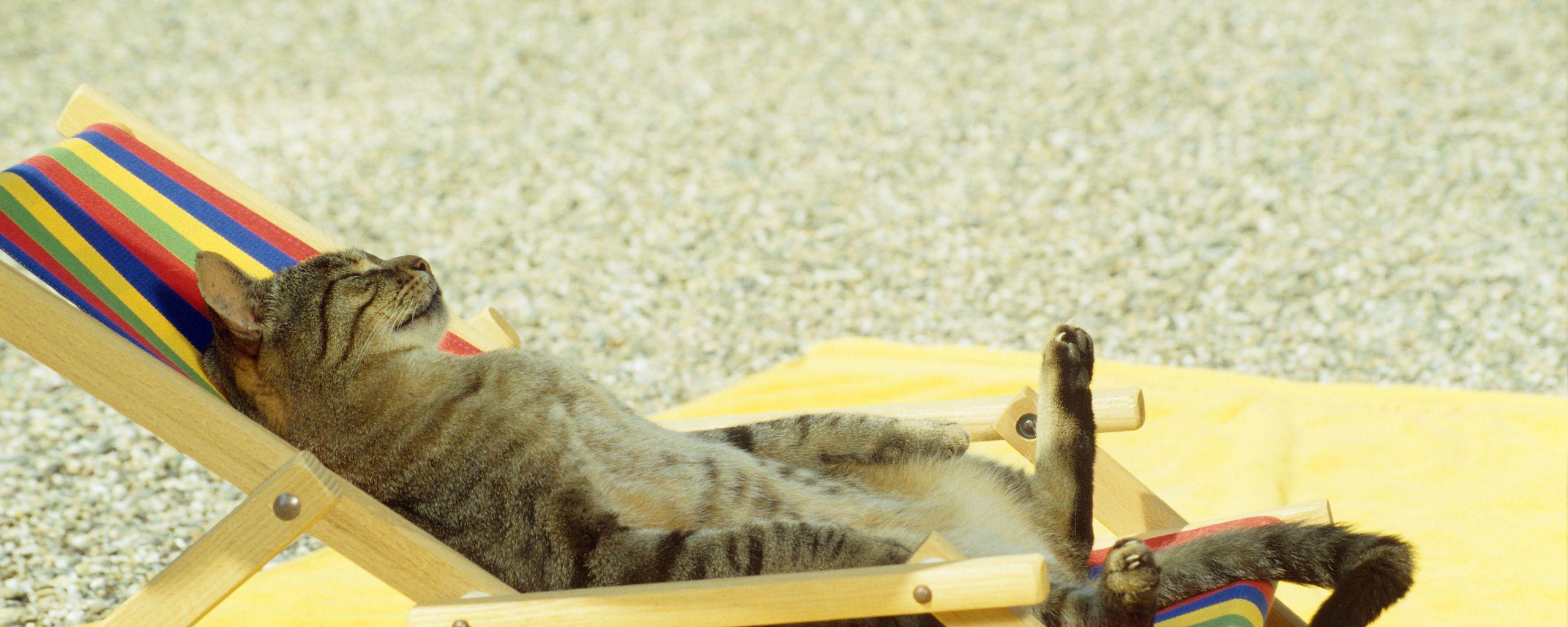 2560x1024 Download wallpaper 2560x1024 cat, lie, lounge, beach, funny ultrawide monitor HD background