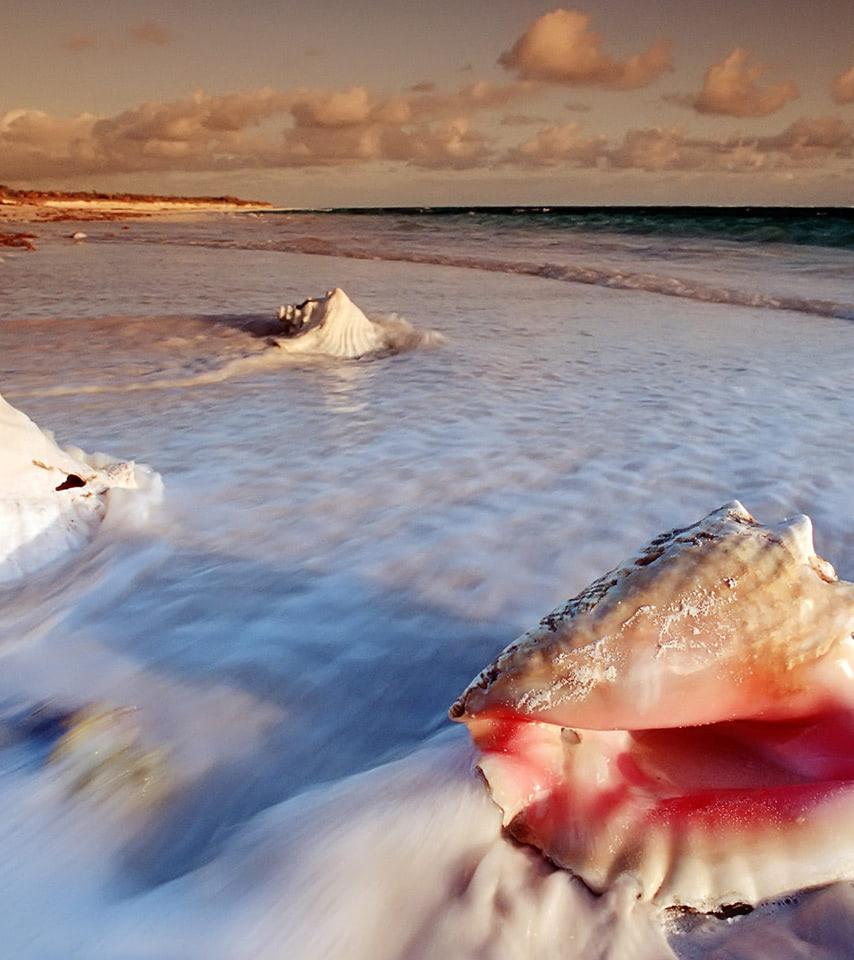 854x960 Conch shells at Cat Island of Bahamas wallpaper