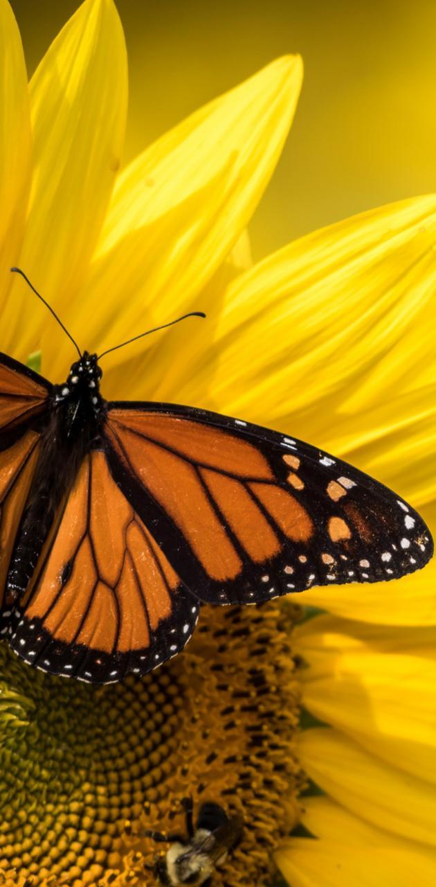 630x1280 Monarch butterfly wallpaper
