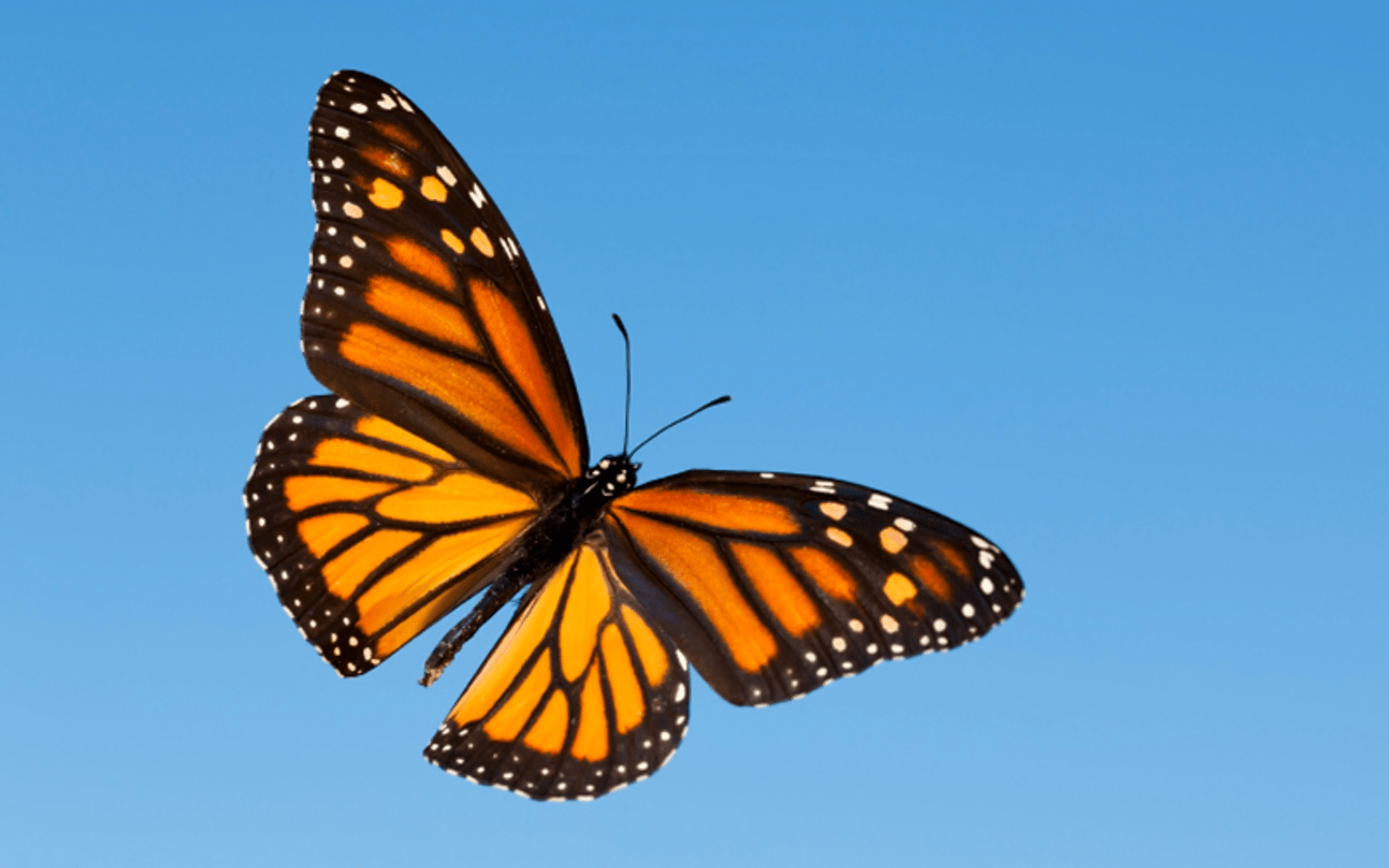 1920x1200 Monarch Butterfly HD Wallpaper und Hintergründe