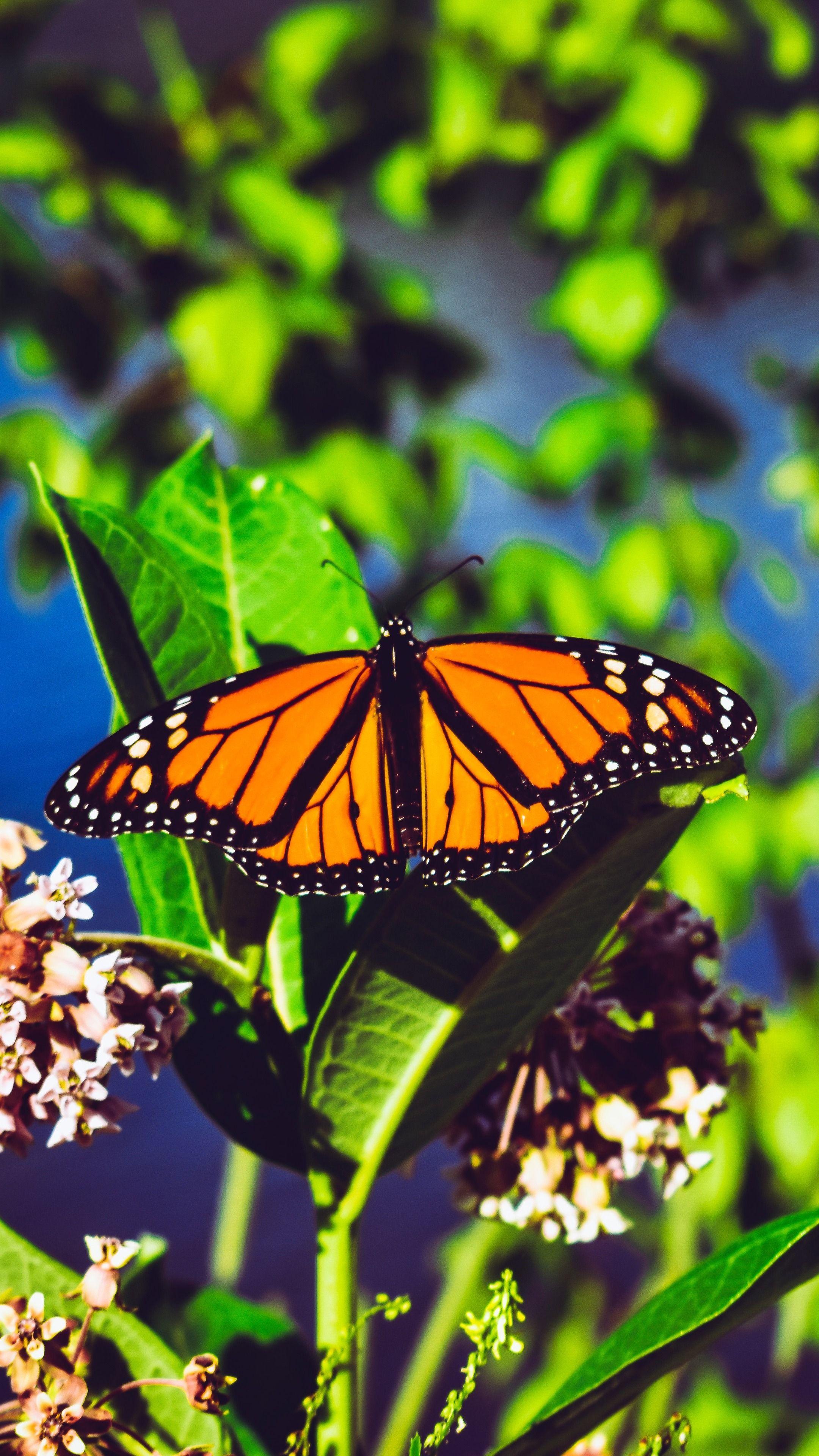 2160x3840 Monarch Butterfly Aesthetic Wallpaper