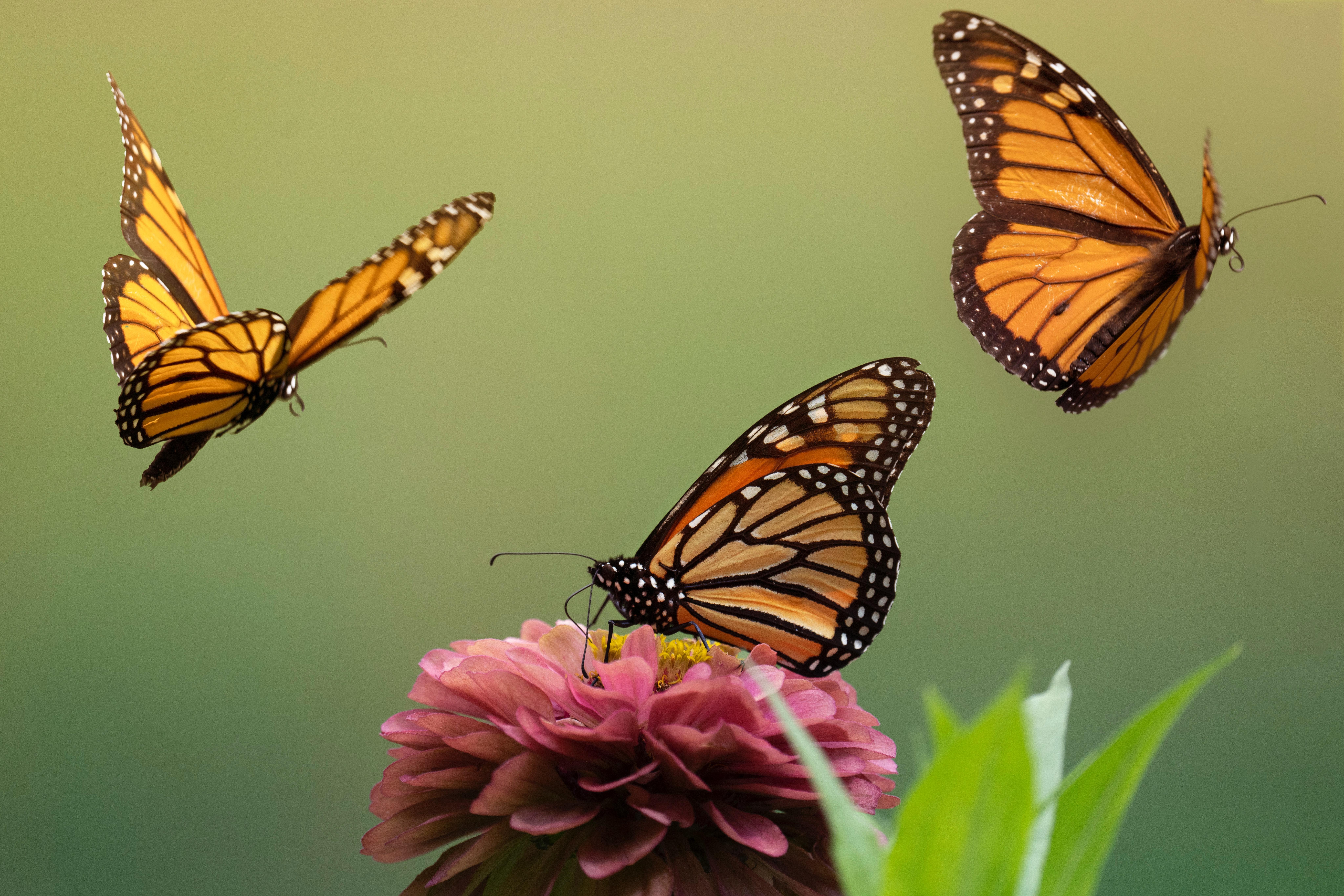 8192x5461 Monarch Butterflies Photo, Download The BEST Free Monarch Butterflies & HD Image