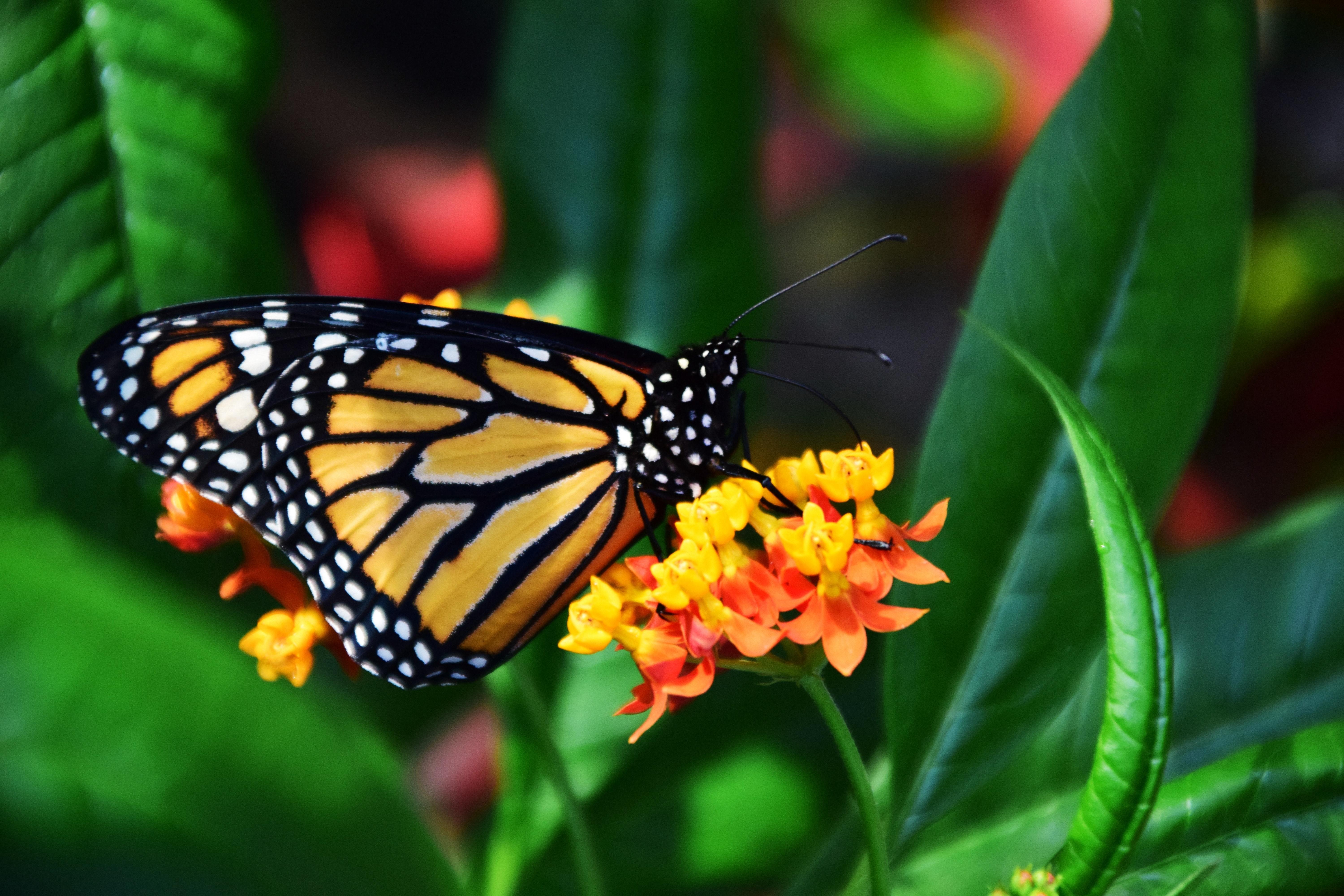 6000x4000 Monarch Photo, Download The BEST Free Monarch & HD Image
