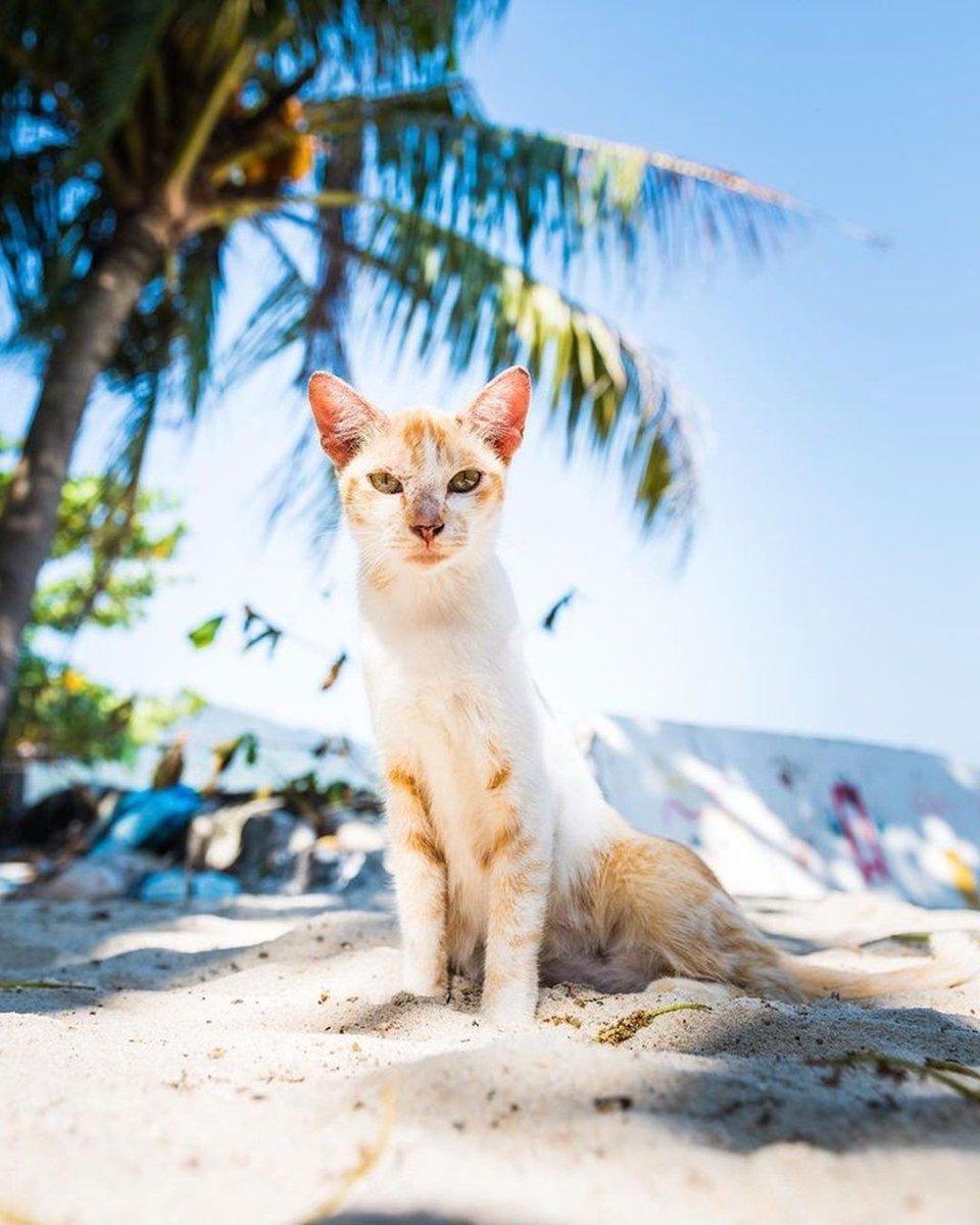 960x1200 Malaysia Truly Asia lovely beach is home to over 300 plus cats that were rescued from desperate situations and receive proper care. It is open to the public where