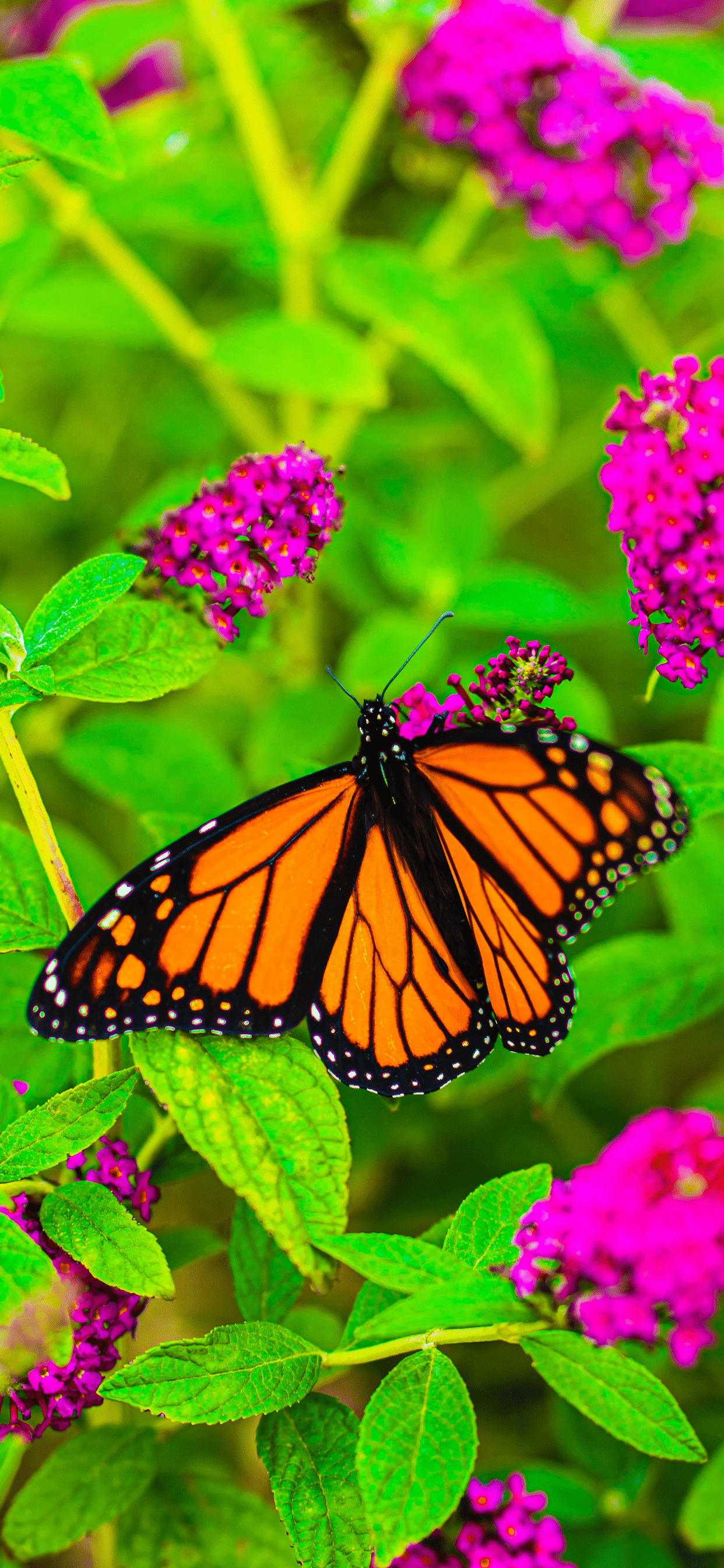 1242x2688 Butterfly Wallpaper for iPhone Pro Max, X, 6