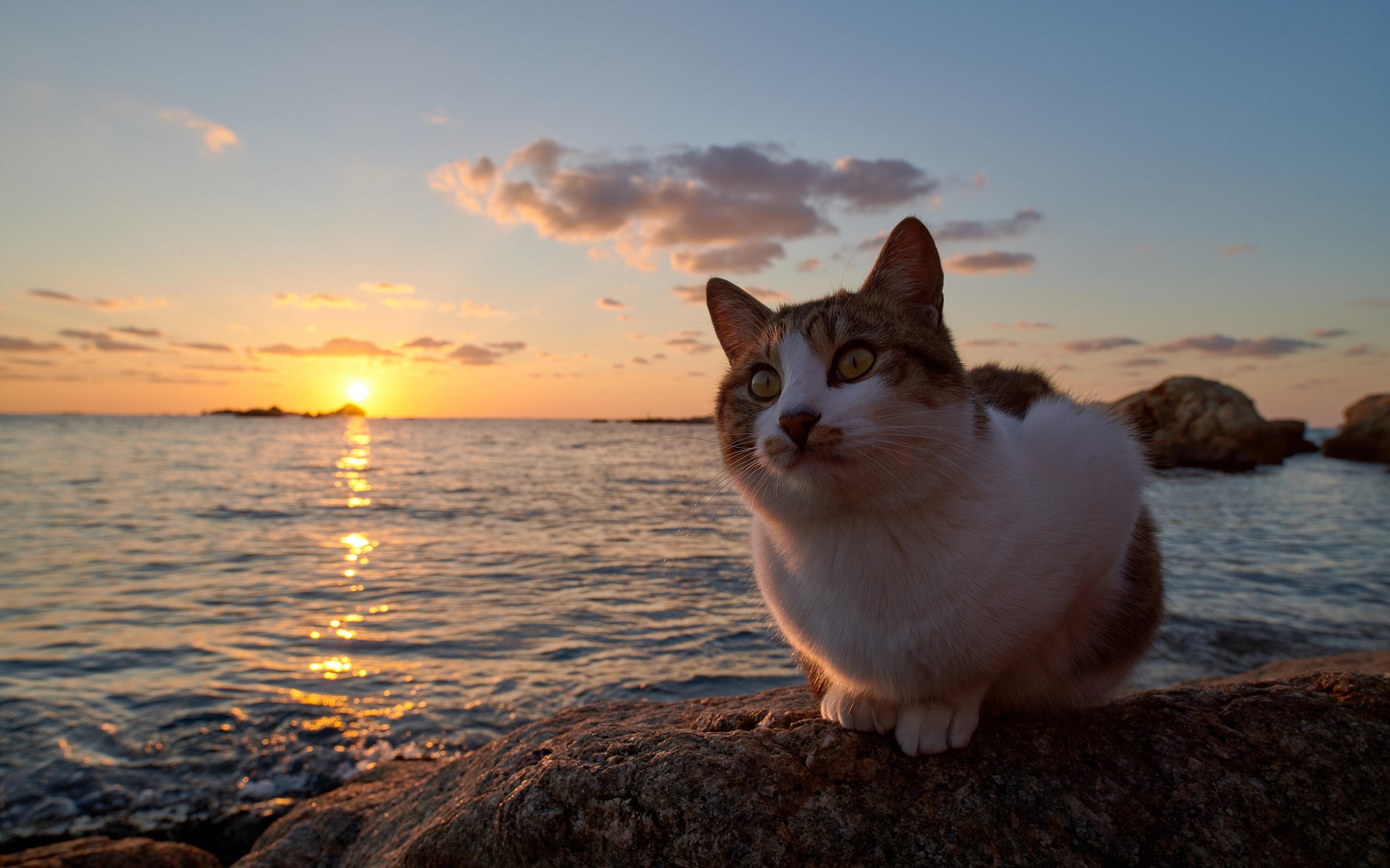 3840x2400 Picture cat Ocean sunrise and sunset Animals 3840x2400