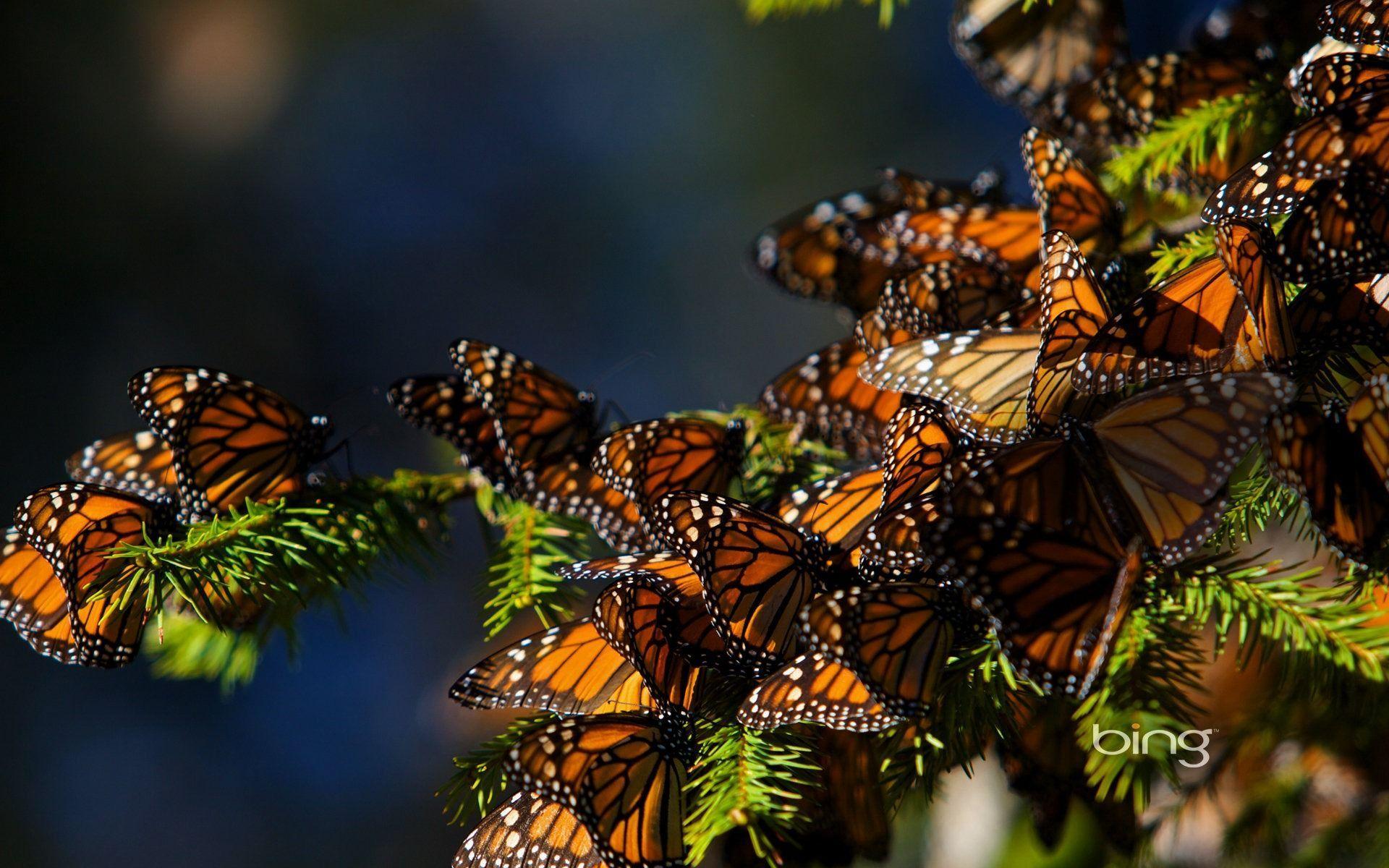 1920x1200 Monarch Butterfly Wallpaper