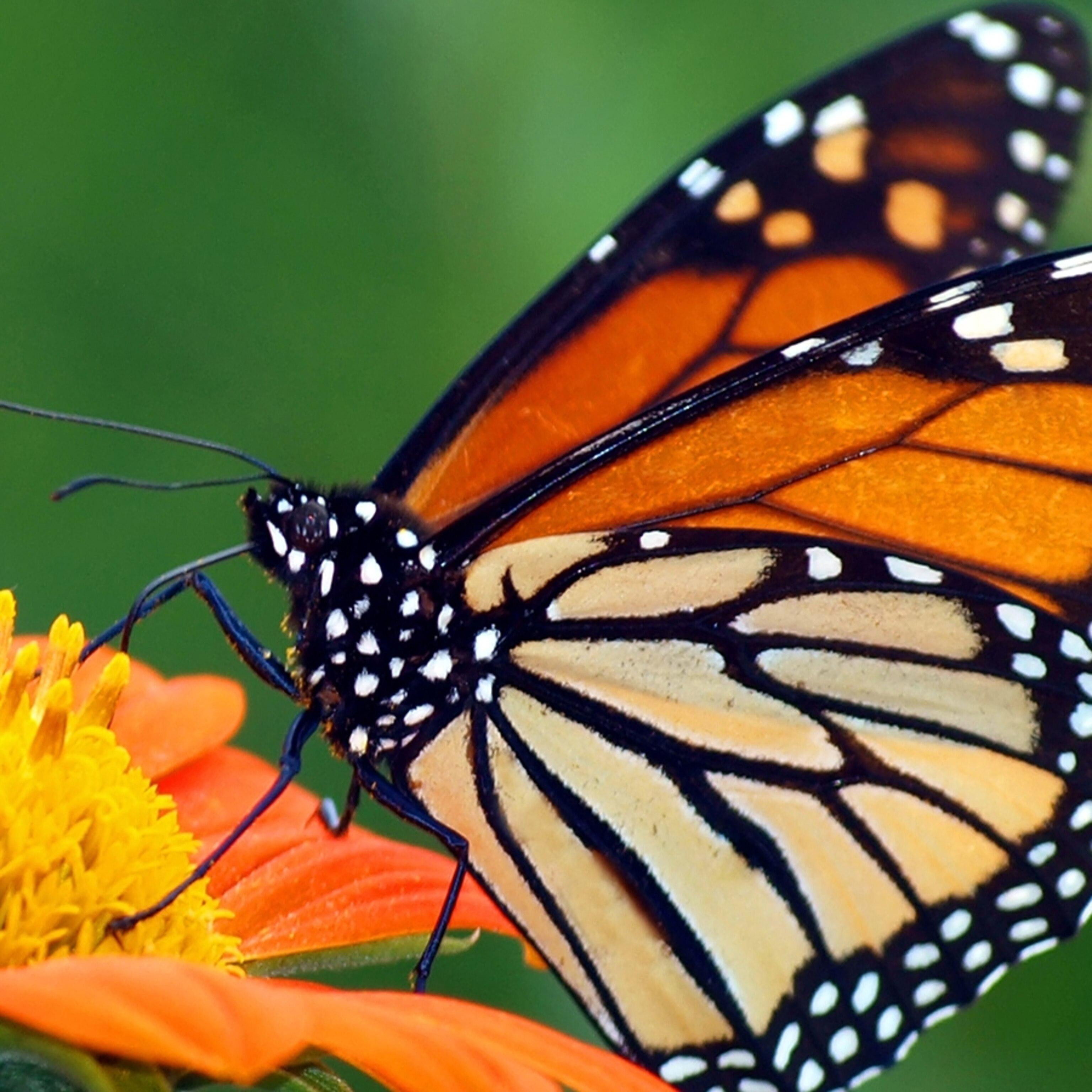 Monarch Butterflies Wallpapers - Top Free Monarch Butterflies