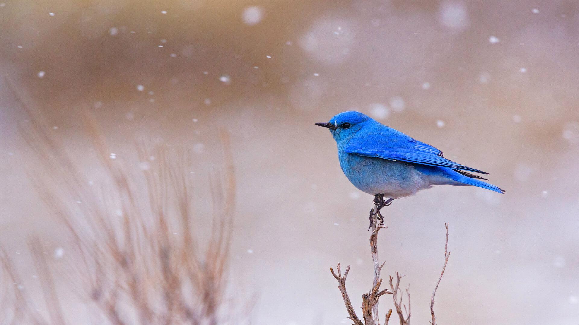 1920x1080 Mountain Bluebird Wallpaper