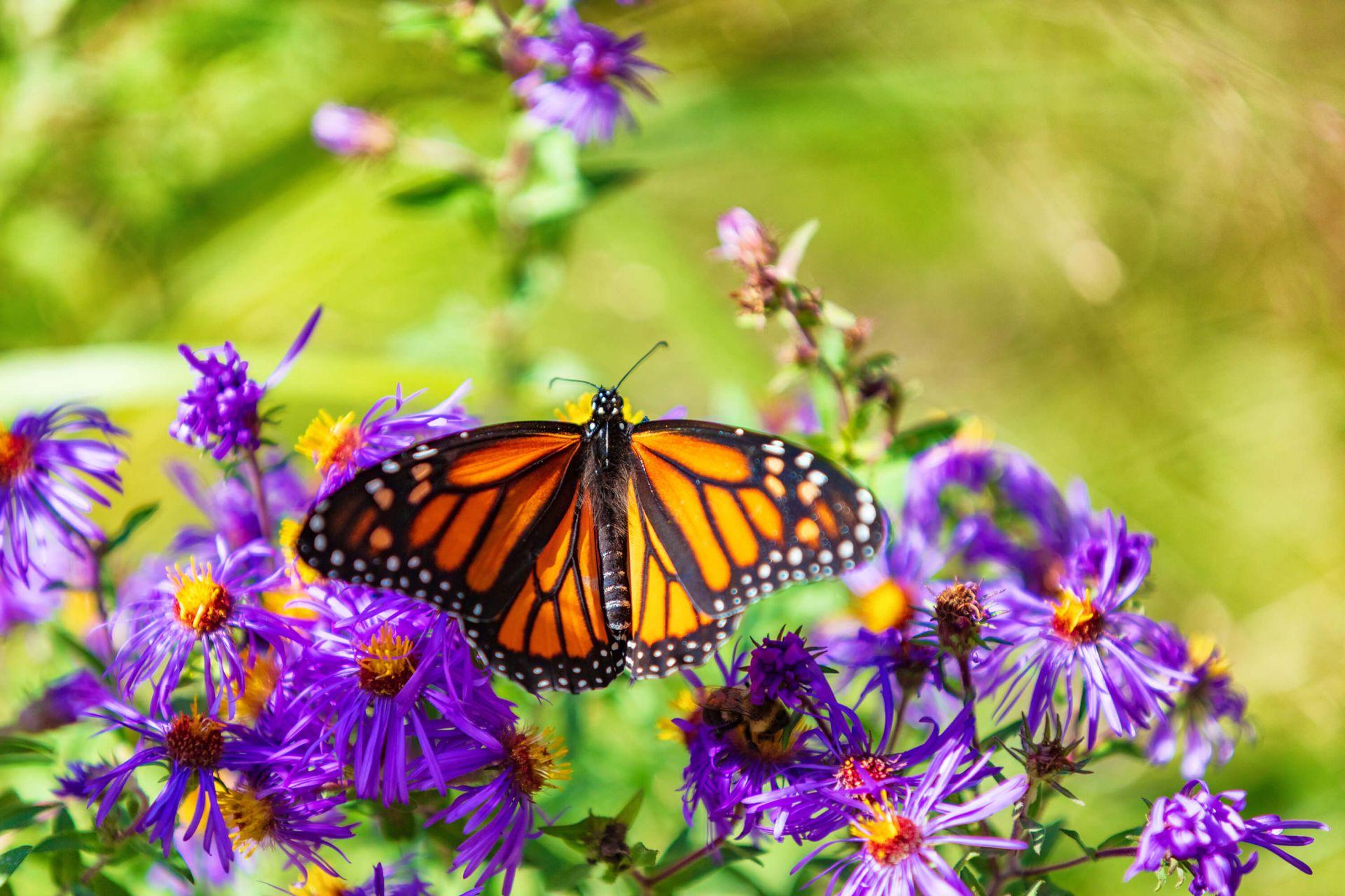 1920x1280 Purple flowers and Monarch butterfly