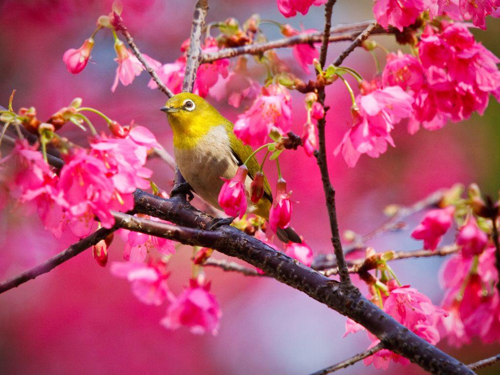 1024x768 Mountain Cherry Bird wallpaper in 1024x768 resolution