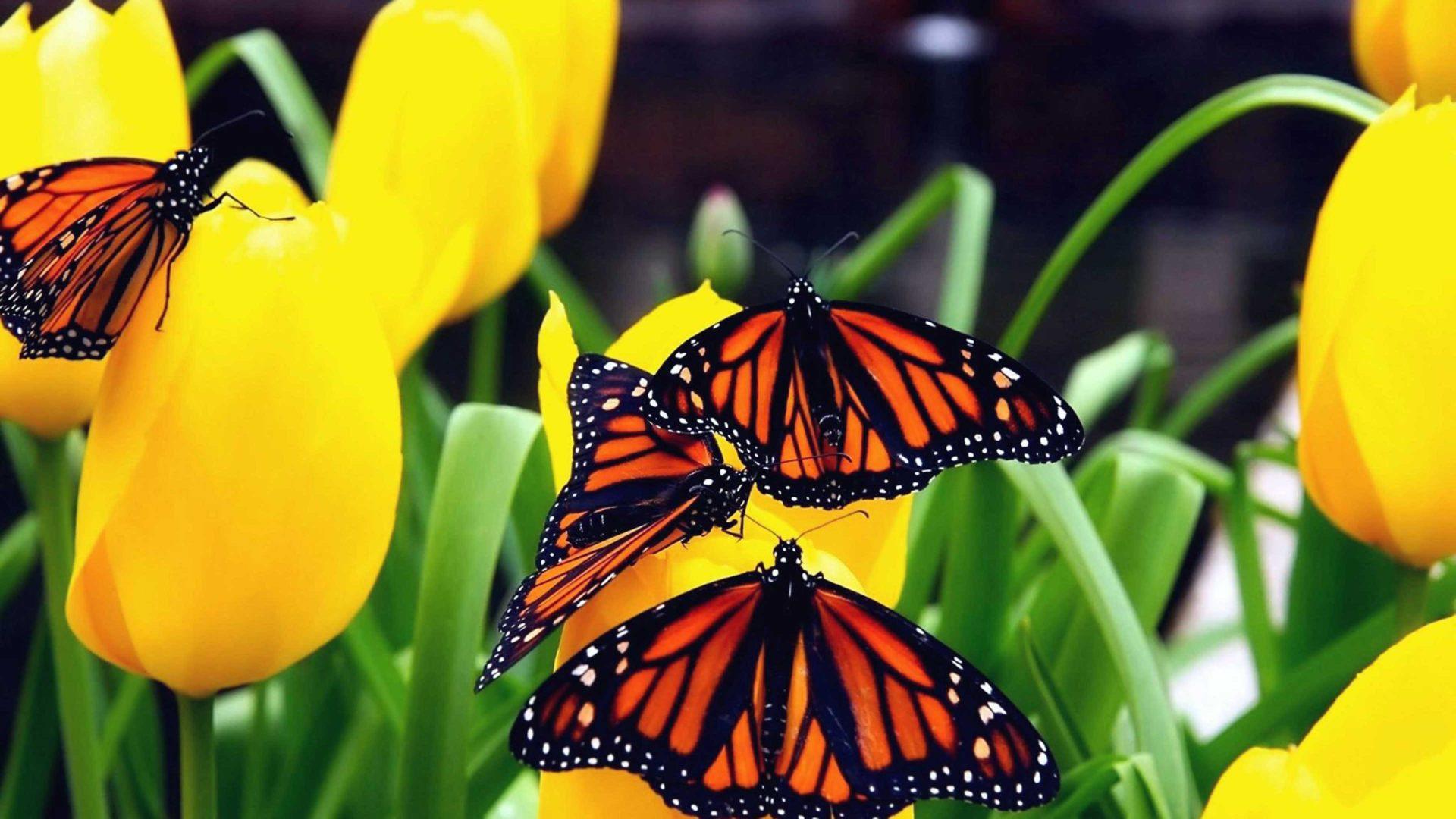 1920x1080 Monarch Butterfly On Yellow Flowers From Tulips Wallpaper