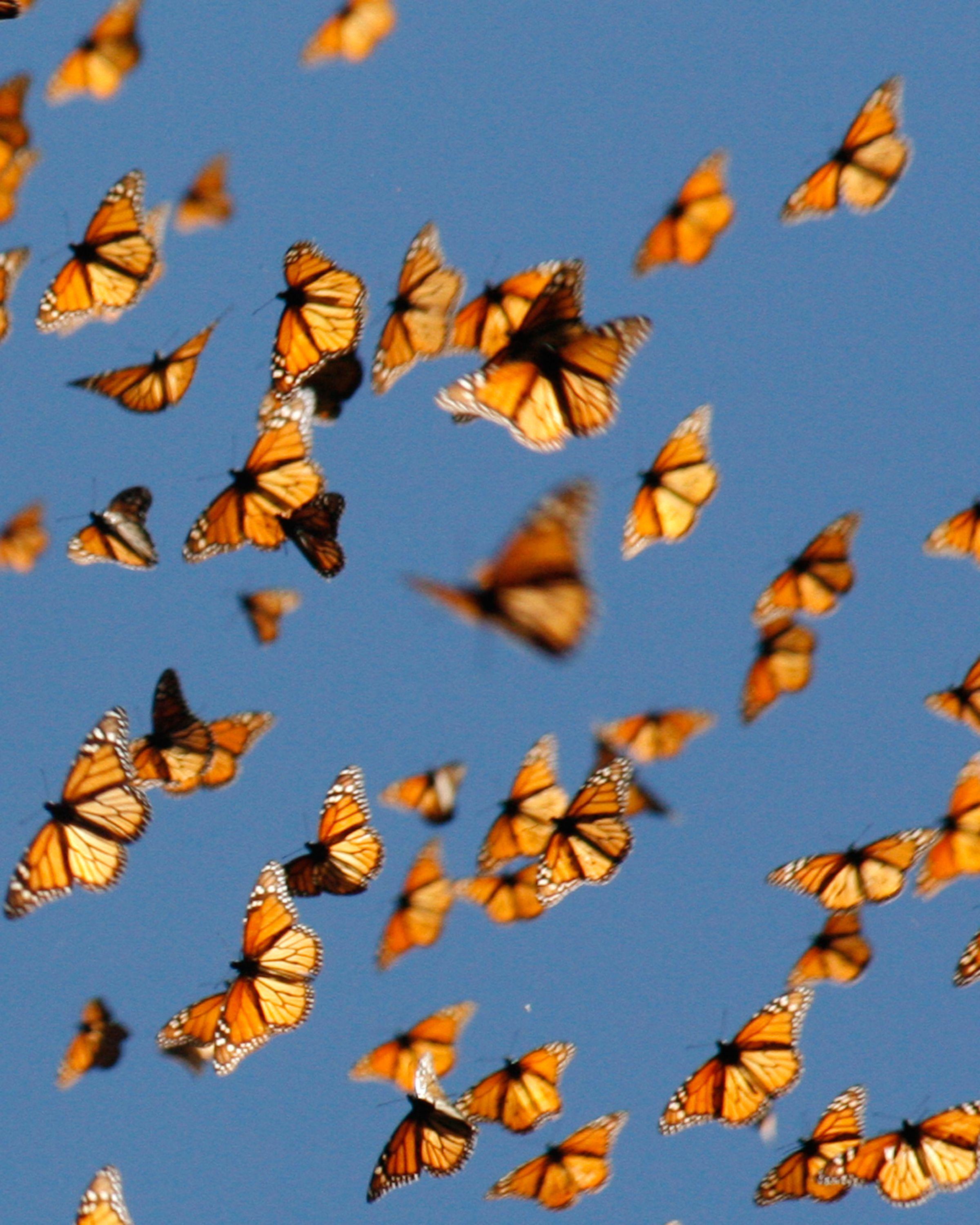 2400x3000 Living on Earth : The fall monarch migration (Monarch Watch). Monarch butterfly, Butterflies flying, Monarch butterfly migration